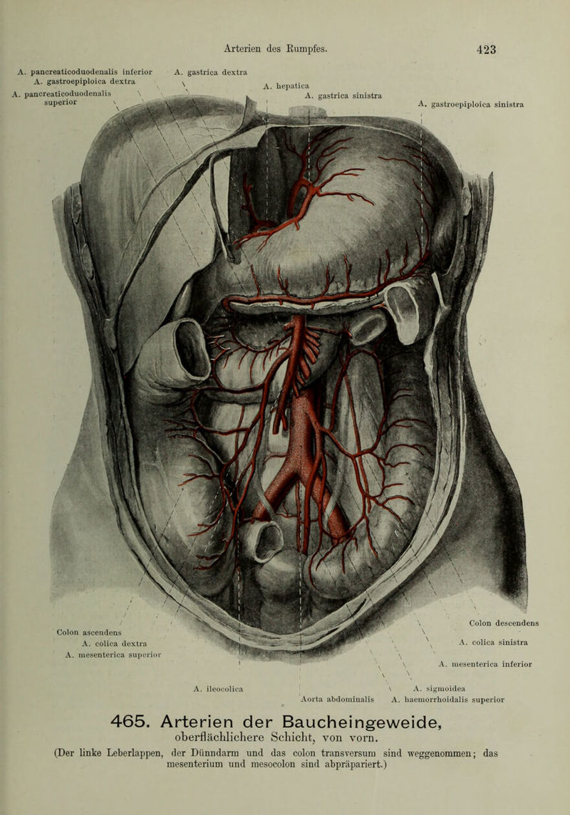 A. hepatica A. gastrica sinistra A. gastroepiploica sinistra Colon descendens A. colica sinistra A. gastrica dextra \ Colon ascendens A. colica dextra A. mesenterica superior A. pancreaticoduodenalis inferior A. gastroepiploica dextra A. pancreaticoduodenalis \ superior \ A. mesenterica inferior A. ileocolica \ A. sigmoidea Aorta abdominalis A. haemorrhoidalis superior 465. Arterien der Baucheingeweide, oberflächlichere Schicht, von vorn. (Der linke Leberlappen, der Dünndarm und das colon transversum sind •weggenommen; das mesenterium und mesocolon sind abpräpariert.)