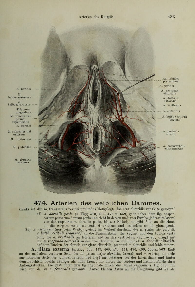 A. perinei M. isehioeavernosus M. bulbocavernosus Trigonum urogenitale M. transversus perinei superficialis A. perinei M. sphincter ani externus M. levator ani N. pudendus -- M. glutaeus maximus A. pudenda interna A. haemorrhoi- dalis inferior _ . A. dorsalis clitoridis — A. urethralis ~b. — A. clitoridis 'S, - A. bulbi vestibuli [vaginae] A. profunda clitoridis Aa. labiales posteriores A. perinei 474. Arterien des weiblichen Dammes. (Links ist der m. transversus perinei profundus bloßgelegt, das crus clitoridis zur Seite gezogen.) ad) A. dorsalis penis (s. Rigg. 470, 473, 475 u. 659) gebt neben dem lig. Suspen- sorium penis zum dorsum penis und zieht in dessen medianer Furche, jederseits lateral von der unpaaren v. dorsalis penis, bis zur Eichel; sie gibt Äste an die Haut, an die corpora cavernosa penis et uretkrae und besonders an die glans penis. 3b) A. clitoridis (nur beim Weibe) gleicht im Verlauf durchaus der a. penis; sie gibt die a. bulbi vestibuli [vaginae] an die Dammuskeln, die Vagina und den bulbus vesti- buli, die a. urethralis an letzteren und an das vestibulum vaginae ab, dringt mit der a. profunda clitoridis in das crus clitoridis ein und läuft als a. dorsalis clitoridis auf dem Rücken der clitoris zur glans clitoridis, praeputium clitoridis und labia minora. A. iliaca externa (s. Figg. 463, 467, 468, 470, 471, 476, 499, 500 u. 503) läuft an der medialen, vorderen Seite des m. psoas major abwärts, lateral- und vorwärts; sie zieht zur lateralen Seite der v. iliaca externa und liegt mit letzterer vor der fascia iliaca und hinter dem Bauchfell; rechts häufiger als links kreuzt der ureter die vordere und mediale Fläche ihres Anfangsstückes. Sie geht unter dem lig. inguinale durch die lacuna vasorum (s. Fig. 370) und wird von da an a. femoralis genannt. Außer kleinen Ästen an die Umgebung gibt sie ab: