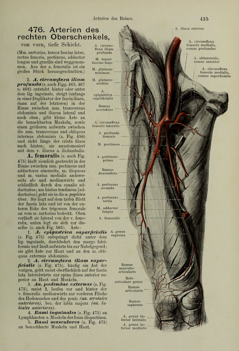 476. Arterien des rechten Oberschenkels, i A. iliaca externa 2. A. circumflexa ilium profunda (s. auch Figg. 463, 467 u. 468) entstellt hinter oder unter dem lig. inguinale, steigt (anfangs in einer Duplikatur der fascia iliaca, dann auf der letzteren) in der Kinne zwischen mm. transversus abdominis und iliacus lateral und nach oben, gibt kleine Äste an die benachbarten Muskeln, sowie einen größeren aufwärts zwischen die mm. transversus und obliquus internus abdominis (s. Fig. 450) und zieht längs der crista iliaca nach hinten; sie anastomosiert mit dem r. iliacus a. iliolumbalis. A. femoralis (s. auch Fig. 475) läuft ziemlich gestreckt in der Rinne zwischen mm. pectineus und adductores einerseits, m. iliopsoas und m. vastus medialis anderer- seits ab- und medianwärts und schließlich durch den canalis ad- ductorius; am hiatus tendineus [ad- ductorius] geht sie in die a. pophlea über. Sie liegt auf dem tiefen Blatt der fascia lata und ist von der un- teren Ecke des trigonuni femorale an vom m. sartorius bedeckt. Oben verläuft sie lateral von der v. femo- ralis, unten legt sie sich vor die- selbe (s. auch Fig. 505). Äste: 1. A. epigastrica superficialis (s. Fig. 475) entspringt dicht unter dem lig. inguinale, durchbohrt den margo falci- formis und läuft aufwärts bis zur Nabelgegend; sie gibt Äste zur Haut und an den m. obli- quus externus abdominis. 2. A. circumflexa ilium super- ficialis (s. Fig. 475), häufig ein Ast der vorigen, geht meist oberflächlich auf der fascia lata lateralwärts zur spina iliaca anterior su- perior an Haut und Muskeln. 3. Aa. pudendae externae (s. Fig. 475), meist 2, laufen vor und hinter der v. femoralis medianwärts zur vorderen Fläche des Hodensackes und des penis (aa. scrotales anteriores), bez. der labia majora (aa. la- biales anteriores). 4. Rami inguinales (s. Fig. 475) au Lymphknoten u. Muskeln derfossa iliopectinea. 5. Rami musculares (s. Fig. 475) an benachbarte Muskeln und Haut. M. glutaeus medius A. epigastrica - superficialis Ramus aseendens A. circumflexa femoris lateralis A. profunda femoris M. pectineus A. perforans prima Ramus descendens A. perforans secunda A. perforans tertia M. adductor longus A. femoralis A.genus suprema Ramus musculo- articularis Rete articulare genus Ramus articularis Ramus saphenus A. genus in- _ ferior lateralis A. genus in- ferior medialis A. circumflexa femoris medialis, rainus profundus A. obturatoria, ramus anterior I A. circumflexa I femoris medialis, l , ramus superficialis von vorn, tiefe Schicht. (Mm. sartorius, tensor fasciae latae, rectus femoris, pectineus, adductor longus und gracilis sind weggenom- men. Aus der a. femoralis ist ein großes Stück herausgeschnitten.) A. circum- flexa ilium profunda M. tensor fasciae latae M. glutaeus minimus