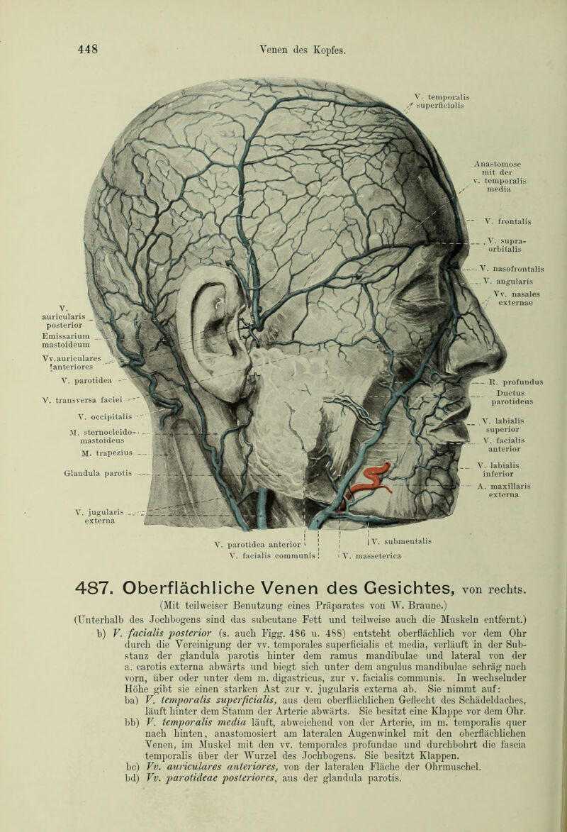 V. frontalis V. temporalis uperficialis Anastomose mit der v. temporali.s media Y. supra- orbitalis V. auricularis posterior Emissarium mastoideum Vv.auriculares f anteriores Y. parotidea Y. transversa faciei -* V. occipitalis M. sternocleido- mastoideus M. trapezius Glandula parotis V. jugularis ^ externa i)arotidea anterior Y. nasofrontalis .V. angularis . Vv. nasales externae — R. profundus Ductus parotideus V. labialis superior V. facialis anterior _ V. labialis inferior — A. maxillaris externa IV. subineutalis Y. facialis communis 1 « Y. masseterica 487. Oberflächliche Venen des Gesichtes, von rechts. (Mit teilweiser Benutzung eines Präparates von W. Braune.) (Unterhalb des Jochbogens sind das subcutane Fett und teilweise auch die Muskeln entfernt.) b) V. facialis posterior (s. auch Figg. 486 u. 468) entsteht oberflächlich vor dem Ohr durch die Vereinigung der vv. temporales superficialis et media, verläuft in der Sub- stanz der glandula parotis hinter dem ramus mandibulae und lateral von der a. carotis externa abwärts und biegt sich unter dem angulus mandibulae schräg nach vorn, über oder unter dem m. digastricus, zur v. facialis communis. In wechselnder Höbe gibt sie einen starken Ast zur v. jugularis externa ab. Sie nimmt auf: ha) V. temporalis superficialis, aus dem oberflächlichen Geflecht des Schädeldaches, läuft hinter dem Stamm der Arterie abwärts. Sie besitzt eine Klappe vor dem Ohr. bb) V. temporalis meclia läuft, abweichend von der Arterie, im m. temporalis quer nach hinten, anastomosiert am lateralen Augenwinkel mit den oberflächlichen Venen, im Muskel mit den vv. temporales profundae und durchbohrt die fascia temporalis über der Wurzel des Jochbogens. Sie besitzt Klappen. bc) Vv. auriculares anteriores, von der lateralen Fläche der Ohrmuschel. bd) Vv. parotideae posteriores, aus der glandula parotis.