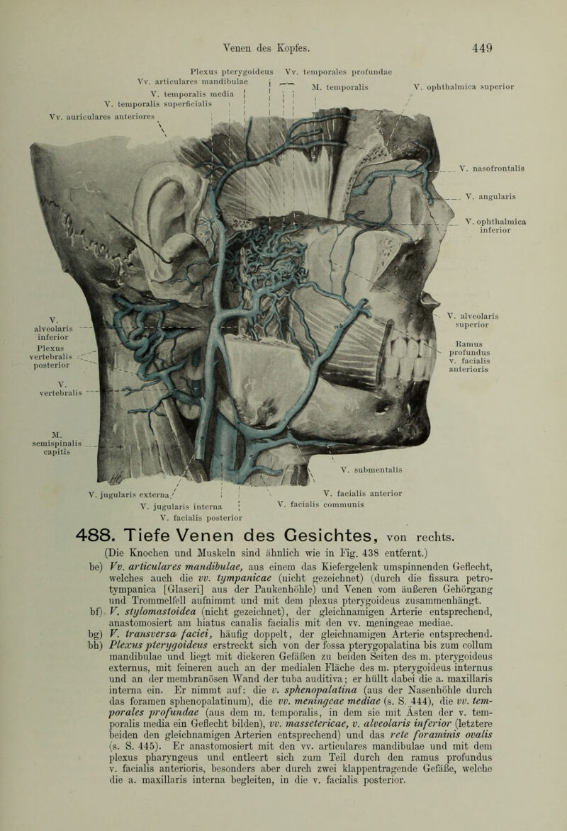 Plexus pterygoideus Vv. temporales profundae V. nasofrontalis V. alveolaris superior Ramus profundus v. facialis anterioris M. semispinalis capitis V. submentalis V. ophthalmica superior _ V. angularis V. ophthalmica inferior V. vertebralis ~ M. temporalis V. alveolaris inferior Plexus vertebralis posterior Vv. artieulares mandibulae V. temporalis media j V. temporalis superficialis Vv. auriculares anteriores V. jugularis externa/ V. facialis anterior V. jugularis interna V. facialis communis V. facialis posterior 488. Tiefe Venen des Gesichtes, von rechts. (Die Knochen und Muskeln sind iihnlich wie in Fig. 438 entfernt.) be) Vv. artieulares mandibulae, aus einem das Kiefergelenk umspinnenden Geflecht, welches auch die vv. tympanicae (nicht gezeichnet) (durch die fissura petro- tympanica [Glaseri] aus der Paukenhöhle) und Venen vom äußeren Gehörgang und Trommelfell aufnimmt und mit dem plexus pterygoideus zusammenhängt. bf) V. stylomastoidea (nicht gezeichnet), der gleichnamigen Arterie entsprechend, anastomosiert am hiatus canalis facialis mit den vv. meningeae mediae. bg) V. transversa faciei, häufig doppelt, der gleichnamigen Arterie entsprechend. bh) Plexus pterygoideus erstreckt sich von der fossa pterygopalatina bis zum colhun mandibulae und liegt mit dickeren Gefäßen zu beiden Seiten des m. pterygoideus externus, mit feineren auch an der medialen Fläche des m. pterygoideus internus und an der membranösen Wand der tuba auditiva; er hüllt dabei die a. maxillaris interna ein. Er nimmt auf: die v. sphenopalatina (aus der Nasenhöhle durch das foramen sphenopalatinum), die vv. meningeae mediae (s. S. 444), die vv. tem- porales profundae (aus dem m. temporalis, in dem sie mit Ästen der v. tem- poralis media ein Geflecht bilden), vv. massetericae, v. alveolaris inferior (letztere beiden den gleichnamigen Arterien entsprechend) und das rete foraminis ovalis (s. S. 445). Er anastomosiert mit den vv. artieulares mandibulae und mit dem plexus pbaryngeus und entleert sich zum Teil durch den ramus profundus v. facialis anterioris, besonders aber durch zwei klappentragende Gefäße, welche die a. maxillaris interna begleiten, in die v. facialis posterior.