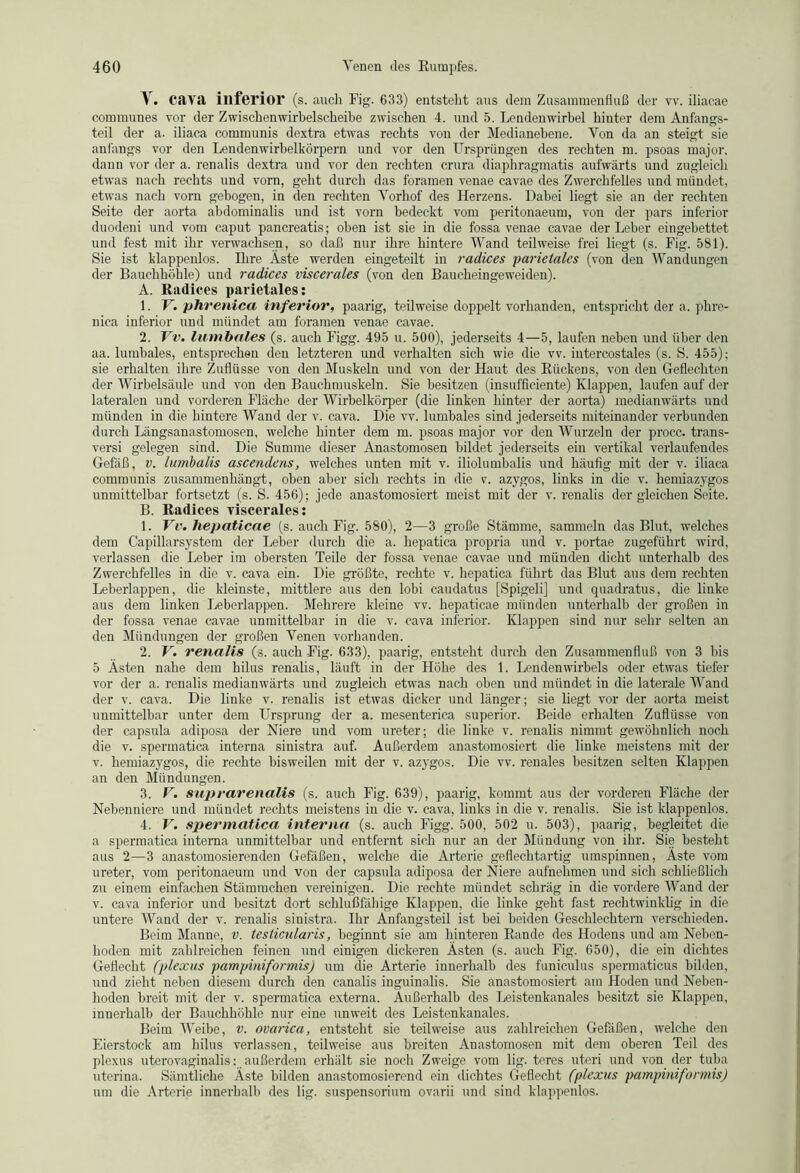 V. Cava inferior (s. auch Fig. 633) entsteht aus dem Zusammenfluß der vv. iliaeae communes vor der Zwischenwirbelscheibe zwischen 4. und 5. Lendenwirbel hinter dem Anfangs- teil der a. iliaca communis dextra etwas rechts von der Medianebene. Von da an steigt sie anfangs vor den Lendenwirbelkörpern und vor den Ursprüngen des rechten m. psoas major. dann vor der a. renalis dextra und vor den rechten crura diaphragmatis aufwärts und zugleich etwas nach rechts und vom, geht durch das foramen venae cavae des Zwerchfelles und mündet, etwas nach vorn gebogen, in den rechten Vorhof des Herzens. Dabei liegt sie an der rechten Seite der aorta abdominalis und ist vorn bedeckt vom peritonaeum, von der pars inferior duodeni und vom caput pancreatis; oben ist sie in die fossa venae cavae der Leber eingebettet und fest mit ihr verwachsen, so daß nur ihre hintere Wand teilweise frei liegt (s. Fig. 581). Sie ist klappenlos. Ihre Äste werden eingeteilt in radices parietales (von den Wandungen der Bauchhöhle) und radices viscerales (von den Baucheingeweiden). A. Radices parietales: 1. V. phrenica inferior, paarig, teilweise doppelt vorhanden, entspricht der a. phre- nica inferior und mündet am foramen venae cavae. 2. Vv. lumbales (s. auch Figg. 495 u. 500), jederseits 4—5, laufen neben und über den aa. lumbales, entsprechen den letzteren und verhalten sich wie die vv. intercostales (s. S. 455); sie erhalten ihre Zuflüsse von den Muskeln und von der Haut des Kückens, von den Geflechten der Wirbelsäule und von den Bauchmuskeln. Sie besitzen (insufficiente) Klappen, laufen auf der lateralen und vorderen Fläche der Wirbelkörper (die linken hinter der aorta) medianwärts und münden in die hintere Wand der v. cava. Die vv. lumbales sind jederseits miteinander verbunden durch Längsanastomosen, welche hinter dem m. psoas major vor den Wurzeln der procc. trans- versi gelegen sind. Die Summe dieser Anastomosen bildet jederseits ein vertikal verlaufendes Gefäß, v. lumbalis ascendcns, welches unten mit v. iliolumbalis und häufig mit der v. iliaca communis zusammenhängt, oben aber sich rechts in die v. azygos, links in die v. hemiazygos unmittelbar fortsetzt (s. S. 456); jede anastomosiert meist mit der v. renalis dergleichen Seite. B. Radices viscerales: 1. Vv. liepaticae (s. auch Fig. 580), 2—3 große Stämme, sammeln das Blut, welches dem Capillarsystem der Leber durch die a. hepatica propria und v. portae zugeführt wird, verlassen die Leber im obersten Teile der fossa venae cavae und münden dicht unterhalb des Zwerchfelles in die v. cava ein. Die größte, rechte v. hepatica führt das Blut aus dem rechten Leberlappen, die kleinste, mittlere aus den lobi caudatus [Spigeli] und quadratus, die linke aus dem linken Leberlappen. Mehrere kleine vv. hepaticae münden unterhalb der großen in der fossa venae cavae unmittelbar in die v. cava inferior. Klappen sind nur sehr selten an den Mündungen der großen Venen vorhanden. 2. V. renalis (s. auch Fig. 633), paarig, entsteht durch den Zusammenfluß von 3 bis 5 Ästen nahe dem hilus renalis, läuft in der Höhe des 1. Lendenwirbels oder etwas tiefer vor der a. renalis medianwärts und zugleich etwas nach oben und mündet in die laterale Wand der v. cava. Die linke v. renalis ist etwas dicker und länger; sie liegt vor der aorta meist unmittelbar unter dem Ursprung der a. mesenterica superior. Beide erhalten Zuflüsse von der capsula adiposa der Niere und vom ureter; die linke v. renalis nimmt gewöhnlich noch die v. spermatica interna sinistra auf. Außerdem anastomosiert die linke meistens mit der v. hemiazygos, die rechte bisweilen mit der v. azygos. Die vv. renales besitzen selten Klappen an den Mündungen. 3. V. suprarenalis (s. auch Fig. 639), paarig, kommt aus der vorderen Fläche der Nebenniere und mündet rechts meistens in die v. cava, links in die v. renalis. Sie ist klappenlos. 4. V. spermatica interna (s. auch Figg. 500, 502 u. 503), paarig, begleitet die a spermatica interna unmittelbar und entfernt sich nur an der Mündung von ihr. Sie besteht aus 2—3 anastomosierenden Gefäßen, welche die Arterie geflechtartig umspinnen, Äste vom ureter, vom peritonaeum und von der capsula adiposa der Niere aufnehmen und sich schließlich zu einem einfachen Stämmchen vereinigen. Die rechte mündet schräg in die vordere Wand der v. cava inferior und besitzt dort schlußfähige Klappen, die linke geht fast rechtwinklig in die untere Wand der v. renalis sinistra. Ihr Änfangsteil ist bei beiden Geschlechtern verschieden. Beim Manne, v. testicularis, beginnt sie am hinteren Rande des Hodens und am Neben- hoden mit zahlreichen feinen und einigen dickeren Ästen (s. auch Fig. 650), die ein dichtes Geflecht (plexus pampiniformisj um die Arterie innerhalb des funiculus spermaticus bilden, und zieht neben diesem durch den canalis inguinalis. Sie anastomosiert am Hoden und Neben- hoden breit mit der v. spermatica externa. Außerhalb des Leistenkanales besitzt sie Klappen, innerhalb der Bauchhöhle nur eine unweit des Leistenkanales. Beim Weibe, v. ovarica, entsteht sie teilweise aus zahlreichen Gefäßen, welche den Eierstock am hilus verlassen, teilweise aus breiten Anastomosen mit dem oberen Teil des plexus uterovaginalis: außerdem erhält sie noch Zweige vom lig. teres uteri und von der tuba uterina. Sämtliche Äste bilden anastomosierend ein dichtes Geflecht (plexus pampiniformisj um die Arterie innerhalb des lig. Suspensorium ovarii und sind klappenlos.