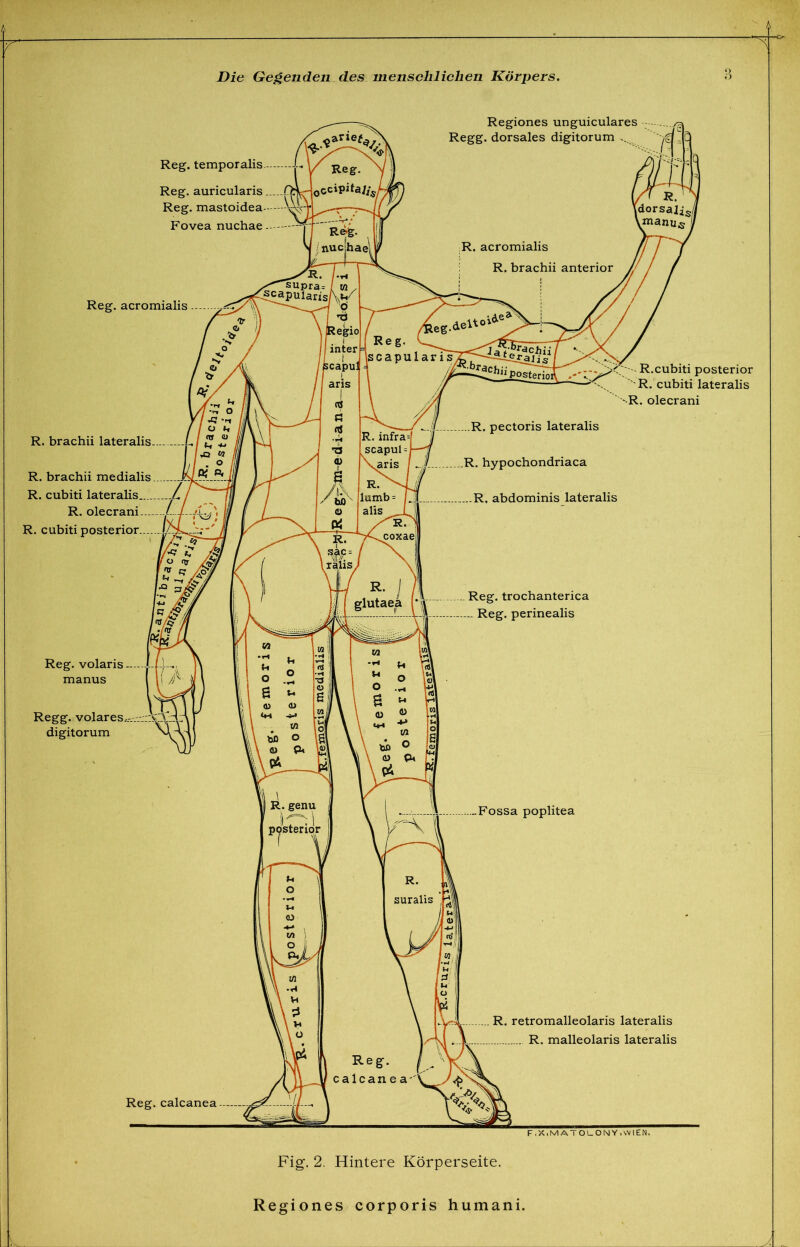 A Reg. temporalis -L Y Reg.^ Reg. auricularis Reg. mastoidea -joccipita/Zj, j i nuc|hae^ Regiones unguiculares Regg. dorsales digitorum ... Reg. acromialis R. brachü lateralis L / ^ ^ I /'O « 1/1 . o R. brachü medialis R. cubiti lateralis. R. olecrani R. cubiti posterior . R.cubiti posterior '' R. cubiti lateralis •R. olecrani Reg. volaris manus Regg. volares,.-.-, digitorum F.X.MATOl_ONY.vVlE^ Fig. 2. Hintere Körperseite,