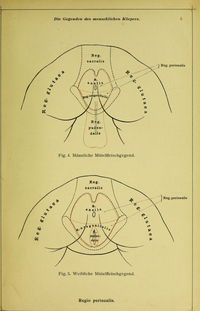 R e •€> Fig. 4. Männliche Mittelfleischgegend. Fig. 5. Weibliche Mittelfleischgegend. Regio perinealis.