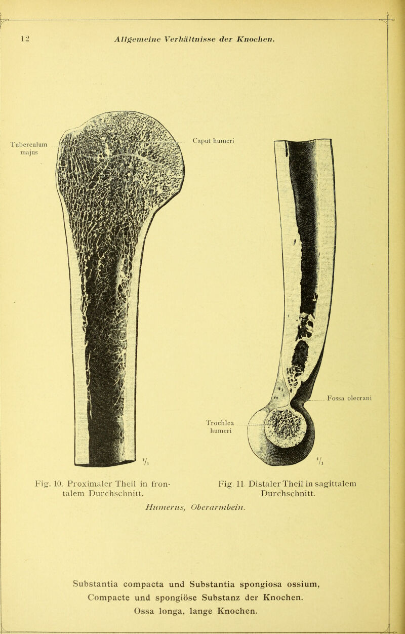 Tuberculum majus Caput humeri Trochlea humeri Fig. 10. Proximaler Theil in fron- talem Durchschnitt. Fig. 11. Distaler Theil in sagittalem Durchschnitt. Hiunevus, Oberarmbein. Substantia compacta und Substantia Spongiosa ossium, Compacte und spongiöse Substanz der Knochen.