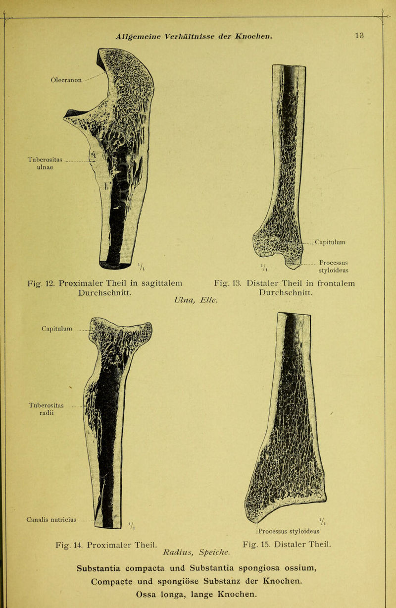 Fig. 12. Proximaler Theil in sagittalem Fig. 13. Distaler Theil in frontalem Durchschnitt. Durchschnitt. Ulna, Elle. Fig. 14. Proximaler Theil. Fig. 15. Distaler Theil. Radius, Speiche. Substantia compacta und Substantia Spongiosa ossium, Compacte und spongiöse Substanz der Knochen.