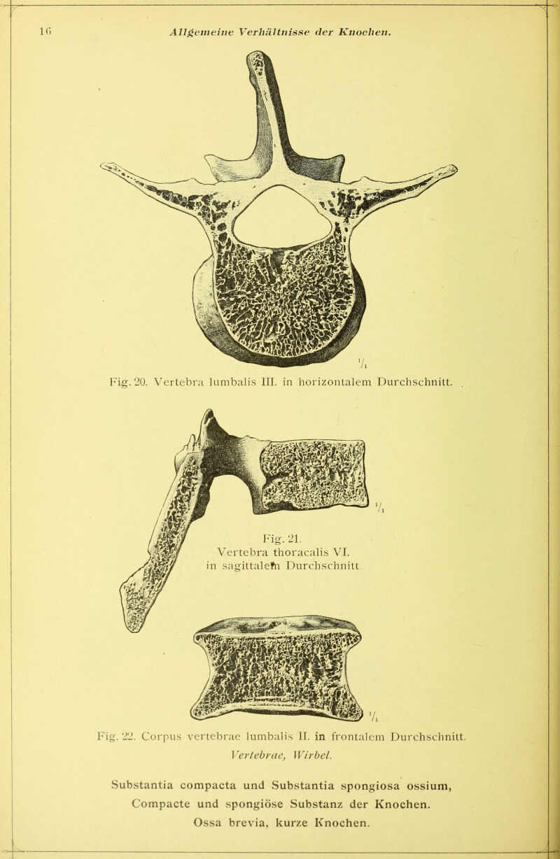 Fig. 22. Corpus vertebrae lumbalis II. in frontalem Durchschnitt. Vertehrae, Wirbel. Substantia compacta und Substantia spongiosa ossium, Compacte und spongiöse Substanz der Knochen.