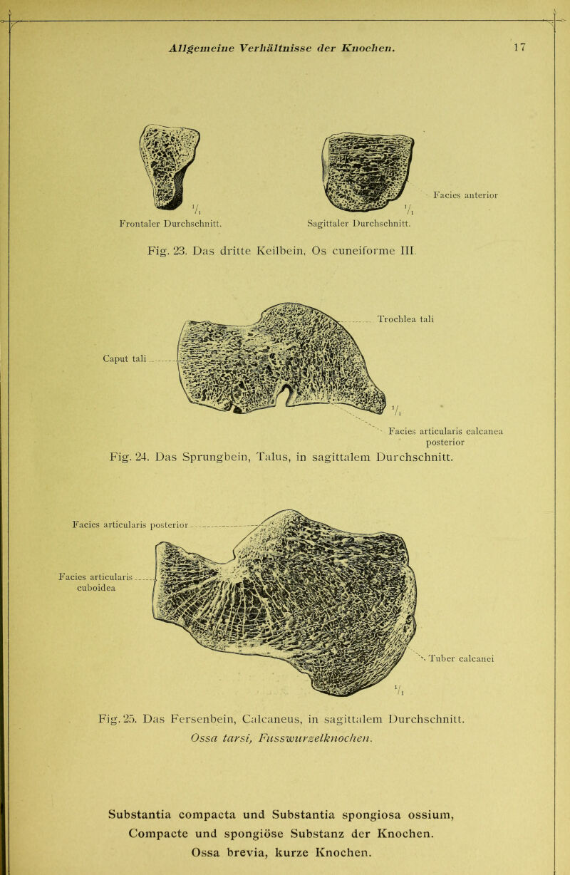 Fig. 23. Das dritte Keilbein, Os cuneiforme III. Caput tali Facies articularis calcanea posterior Trochlea tali Fig. 24. Das Sprungbein, Talus, in sagittalem Durchschnitt. Facies articularis posterior P’acies articularis cuboidea Tuber calcaiiei Fig. 25. Das Fersenbein, Calcaneus, in sagittalem Durchschnitt. Ossa tarsi, Fusswurselknochen. Substantia compacta und Substantia Spongiosa ossium, Compacte und spongiöse Substanz der Knochen.