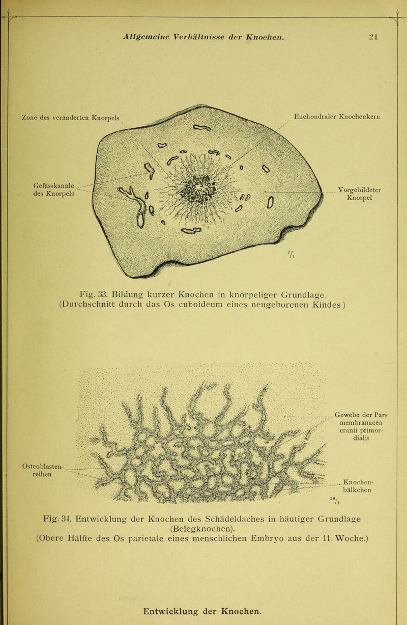 Zone des veränderten Knorpels Enchondraler Knochenkern Gefässkanäle des Knorpels ___ Vorgebildeter Knorpel Fig. 33. Bildung kurzer Knochen in knorpeliger Grundlage. (Durchschnitt durch das Os cuboideum eines neugeborenen Kindes ) cranii primor- dialis Gewebe der Pars membranacea Osteoblasten- reihen Knochen- bälkchen Fig. 34. Entwicklung der Knochen des Schädeldaches in häutiger Grundlage (Belegknochen). (Obere Hälfte des Os parietale eines menschlichen Embryo aus der 11. Woche.)