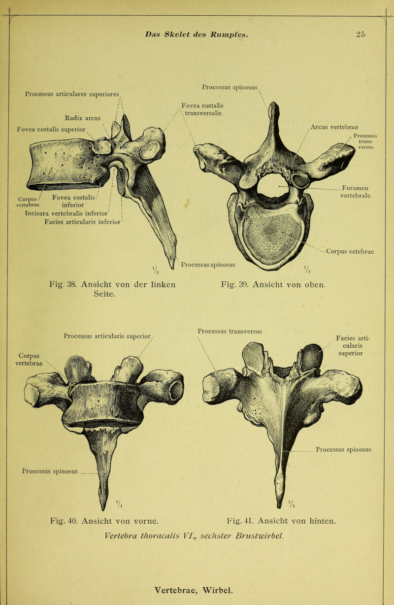 Processus articulares superiores^ Radix arcus Fovea costalis superior.^ fÄili Processus spiuosus ^Fovea costalis / \ transversalis Corpus/ Fovea costalis/ vertebrae inferior Incisura vertebralis inferior' Facies articularis inferior Foramen vertebrale ''.Corpus vetebrae Processus spinosus Fig. 38. Ansicht von der linken Seite. Fig. 39. Ansicht von oben. Processus articularis superior. Processus transversus Corpus vertebrae Processus spinosus Facies arti- cularis superior Processus spinosus Fig. 40. Ansicht von vorne. Fig. 41. Ansicht von hinten. Vertehra thovacalis VI., sechster Brustwirbel.