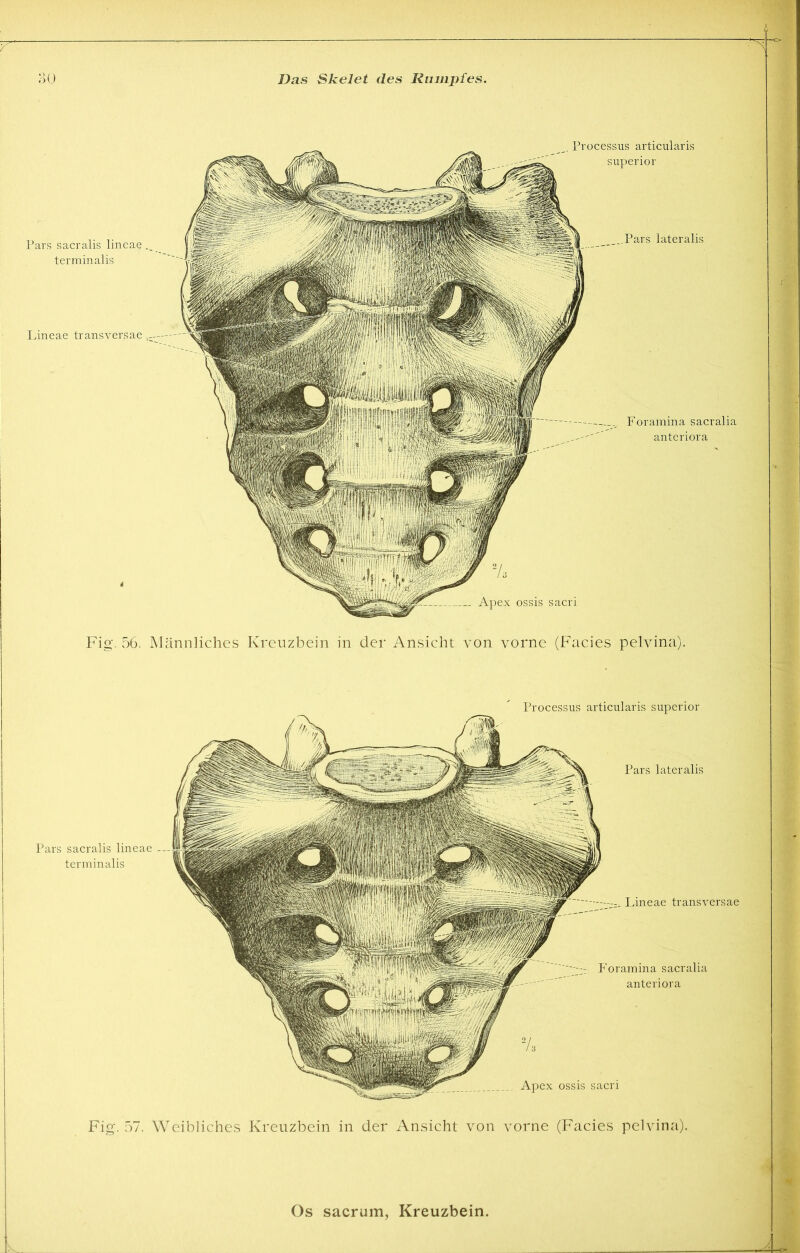 Fig. 56. Männliches Kreuzbein in der Ansicht von vorne (Facies pelvina). Processus articularis superior Pars lateralis Pars sacralis lineae -- terminalis Pineae transversae P'oramina sacralia anteriora Apex ossis sacri Fig. 57. Weibliches Kreuzbein in der Ansicht von vorne (Facies pelvina).