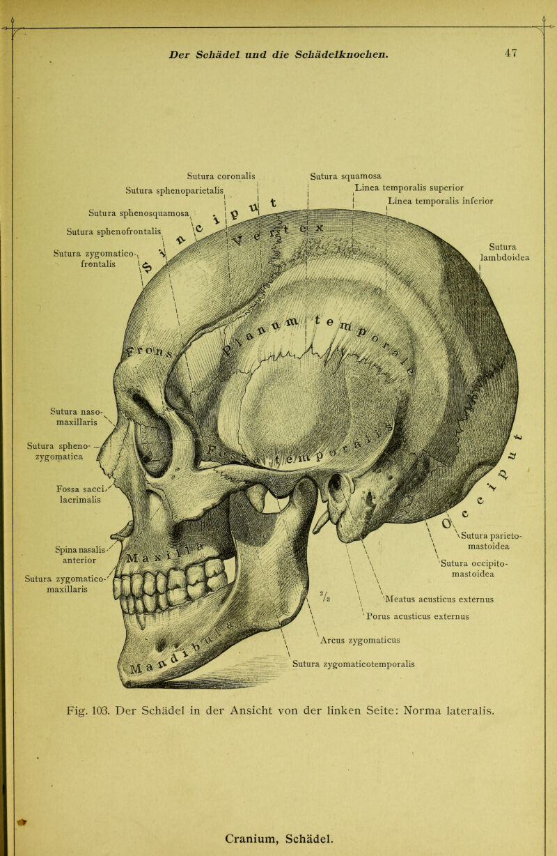 ■r^ Der Schädel und die Schädelknochen. 47 Sutura splienosquamosa^ Sutura coronalis Sutura sphenoparietalis | Sutura sphenofrontalis Sutura zygomatico-j -'s frontalis Sutura squamosa Linea temporalis superior Linea temporalis inferior Sutura lambdoidca Sutura naso- maxillaris Sutura spheno- — zygomatica Fossa sacci lacrimalis Spina nasalis anterior Sutura zygomatico-' maxillaris \ Sutura parieto- mastoidea \ \ \ \ \ \ \ \ \ \ \ \ \ 'Meatus acusticus externus Sutura occipito- mastoidea Porus acusticus externus Arcus zygomaticus Sutura zygomaticotemporalis Fig. 103. Der Schädel in der Ansicht von der linken Seite: Norma lateralis.