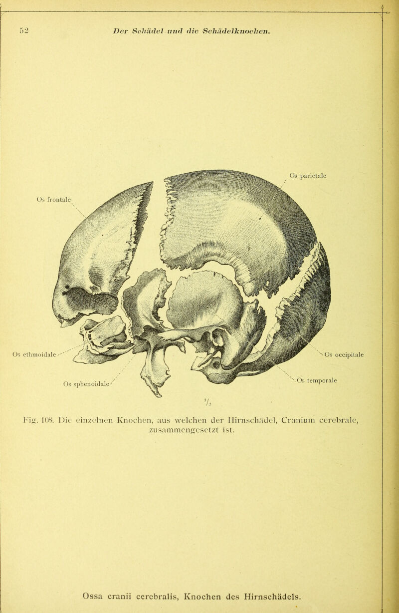 Os frontale Os ethmoidale''' Os sphenoidale Os parietale Os occipilale ''-Os temporale Fi«'. KR Die einzelnen Knochen, aus welchen der Hirnschädel, Craniuni cerebrale, zusammengesetzt ist. Ossa cranii cerebralis, Knochen des Hirnschädels