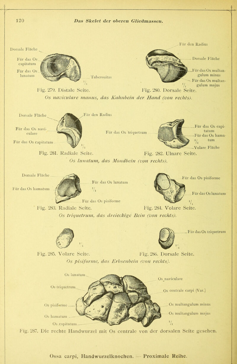 Dorsale Fläche Für das Os capitatum Für das Os liinatum Tuberositas Für den Radius —- Dorsale Fläche Fio'. 279. Distale Seite. I—Für das Os multan- gulum minus Für das Os multan- '/i gulutn majus Fig. 280. Dorsale Seite. Os naviciilare inanus, das Kahnbein der Hand (von rechts). Dorsale Fläche Für das Os na\’ culare Für das Os capitatum - ..Für den Radius Für das Os triquetrum Fig. 281. Radiale Seite. Für das Os capi- tatum Für das Os hama- 1 tum Volare Fläche Fig. 282. Ulnare Seite. Os lunatumj das Mondbein (von rechts). _Für das Os lunatum Für das Os hamatum _ Für das Os pisiforme Fig. 283. Radiale Seite. Für das Os pisiforme Für das Os lunatum Fig. 284. Volare Seite. Os triquetrum, das dreieckige Bein (von rechts). Für das Os triquetrum Fig. 285. Volare Seite. Fig. 286. Dorsale Seite. Os pisiforme, das Erbsenbein (von rechts). Os naviculare Os centrale carpi (Var.) Os lunatum... Os triquetrum. Os pisiforme ' Os multangulum minus Mw:™™ Os multangulum majus Os hamatum Os capitatum.- ^ /i Fig. 287. Die rechte Handwurzel mit Os centrale von der dorsalen Seite gesehen. Ossa carpi, Handwurzelknochen. Proximale Reihe.