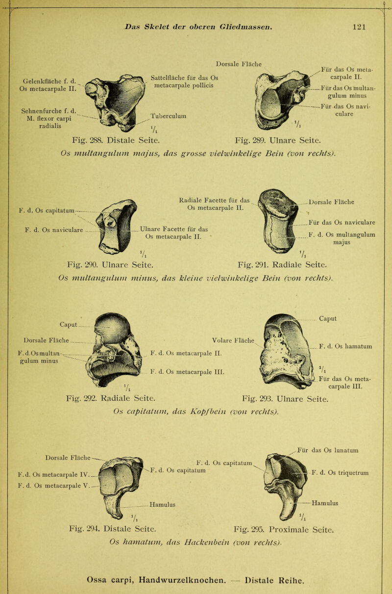 Gelenkfläche f. d, Os metacarpale II. Sehnenfurche f. d, M. flexor carpi radialis Tuberculum ‘A Für das Os meta- carpale II. ür das Os multan- gulum minus Für das Os navi- culare Dorsale Fläche Sattelfläche für das Os metacarpale pollicis Fig. 288. Distale Seite. Fig. 289. Ulnare Seite. Os multangulum majus, das grosse vielz^inkelige Bein (von rechts). F. d. Os capitatum F. d. Os naviculare Radiale Facette für das Os metacarpale II. Ulnare Facette für das Os metacarpale II. -Dorsale Fläche Fig. 290. Ulnare Seite. Für das Os naviculare F. d. Os multangulum majus ’A Fig. 291. Radiale Seite. Os multangulum minus, das Meine vielwinkelige Bein (von rechts). Caput-, Dorsale Fläche | F. d.Osmultan-.-. gulum minus  Volare Fläche F. d. Os metacarpale II. F. d. Os metacarpale III. Caput F. d. Os hamatum Für das Os meta- carpale III. Fig. 292. Radiale Seite. Fig. 293. Ulnare Seite. Os capitatum, das Kopfbein (von rechts). Dorsale Fläche-—.., F.d. Os metacarpale I\ ... F. d. Os metacarpale V.— F. d. Os capitatum, F.d. Os capitatum • Für das Os lunatum F. d. Os triquetrum Hamulus f (f Hamulus V, 1/ V. Fig. 294. Distale Seite. Fig. 295. Proximale Seite. Os hamatum, das Hackenbein (von rechts).