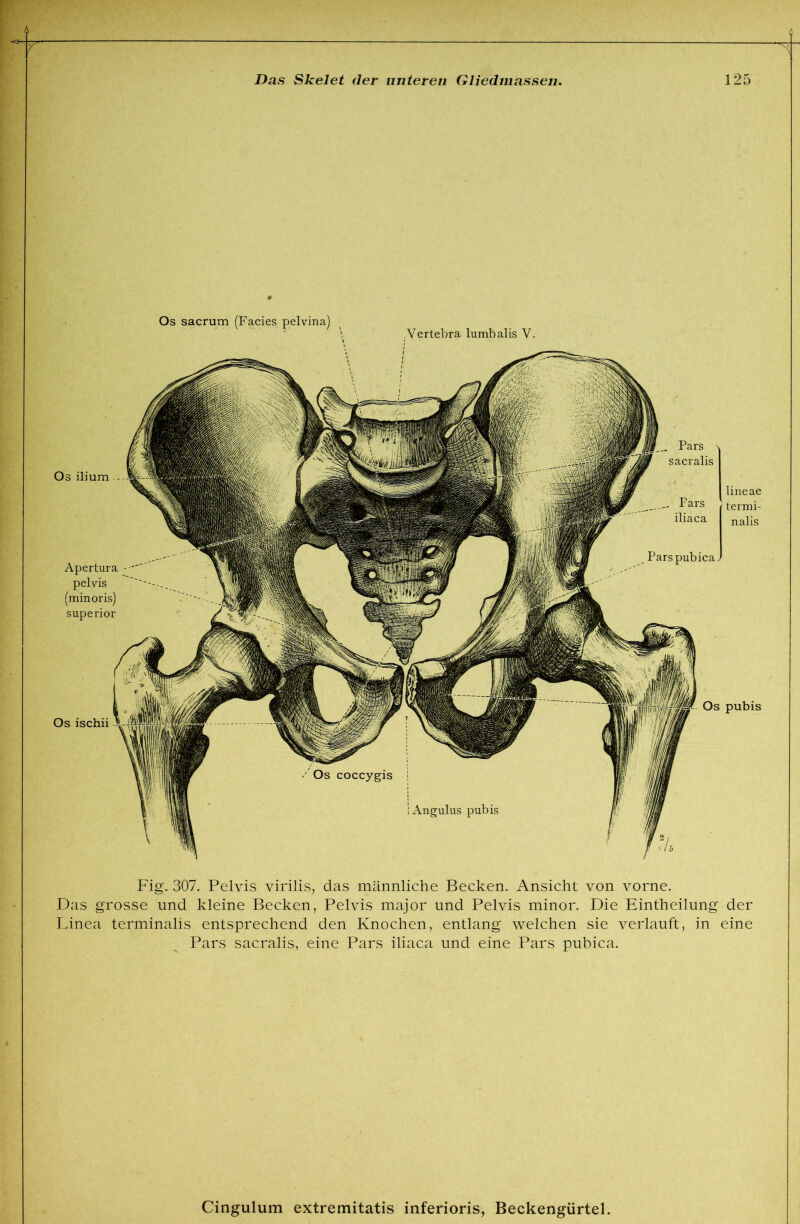 Os sacrum (Facies pelvina) Vertebra lumbalis V. Os ilium - J Pars sacralis ^ Parspubica lineae termi- nalis Os pubis Fig. 307. Pelvis virilis, das männliche Becken. Ansicht von vorne. Das grosse und kleine Becken, Pelvis major und Pelvis minor. Die Eintheilung der Linea terminalis entsprechend den Knochen, entlang welchen sie verlauft, in eine Pars sacralis, eine Pars iliaca und eine Pars pubica.