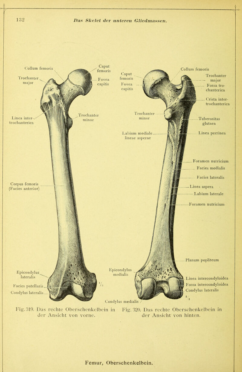 Collum femoris Trochanter major Linea inter-^-' trochanterica Corpus femoris (Facies anterior) Epicondylus^ lateralis Facies patellaris Condylus lateralis..- Caput femoris Fovea capitis Caput femoris Fovea capitis Lahium mediale lineae asperae Epicondylus medialis Condylus medialis Collum femoris Trochanter major Fossa tro- chanterica Crista inter- trochanterica Tuberositas glutaea Linea pectinea Foramen nulricium Facies medialis Facies lateralis Linea aspera Labium laterale P'oramen nutricium Planum popliteum i-Linea intercondyloidea -Fossa intercondyloidea - Condylus lateralis Fig. 319. Das rechte Oberschenkelbein in Fig. 320. Das rechte Oberschenkelbein in der Ansicht von vorne. der Ansicht von hinten.