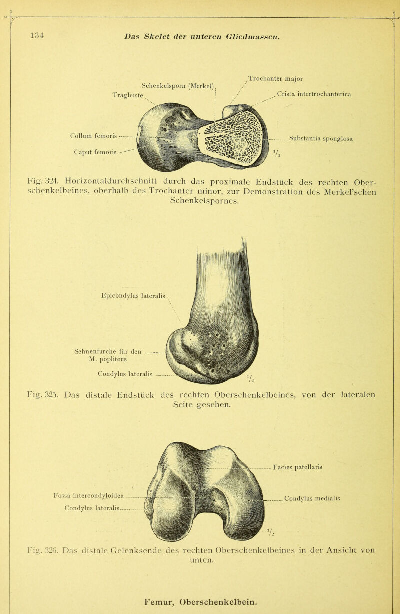 Schenkelsporn (Merkel], ^Trochanter major , Crista intertrochanterica Collum femoris Caput femoris — Substantia Spongiosa Tragleiste Fig. 324. Horizontaldiirchschnitt durch das proximale Endstück des rechten Ober- schenkelbeines, oberhalb des Trochanter minor, zur Demonstration des Merkebschen Schenkelspornes. Fig. 325. Das distale Endstück des rechten Oberschenkelbeines, von der lateralen Seite gesehen. Fig. 326. Das distale Oelenksende des rechten Oberschenkelbeines in der Ansicht von unten.