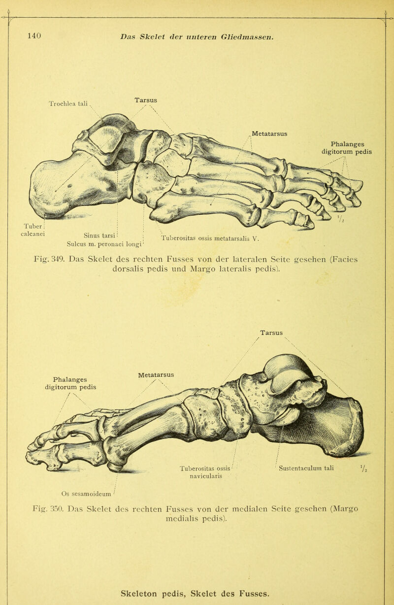 Trochlea tali, Tarsus Tuber calcanei Metatarsus Phalanges digitorum pedis Sinus tarsi i Sulcus m. peronaei longi Tuberositas ossis metatarsalis V. Fig. 349. Das Skelet des rechten Fusses von der lateralen Seite gesehen (Facies dorsalis pedis und Margo lateralis pedis). Tarsus Sustentaculum tali Y2 Phalanges digitorum pedis Metatarsus navicularis Os sesamoideum Fig. 350. Das Skelet des rechten Fusses von der medialen Seite gesehen (Margo medialis pedis).