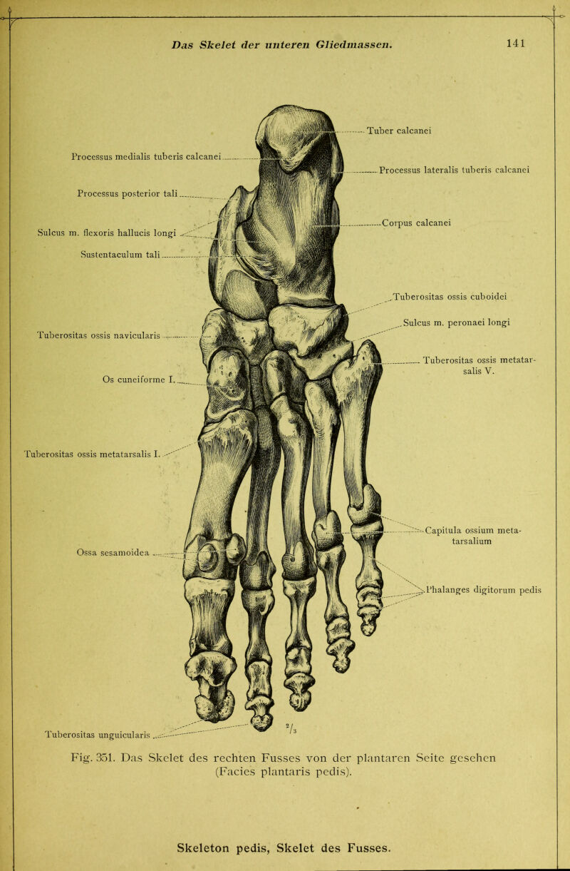 Processus medialis tuberis calcanei Processus posterior tali Sulcus m. flexoris hallucis longi f’ iii Tuberositas ossis navicularis , Os cuneiforme I i ^ Tuberositas ossis metatarsalis I.ll’ifl) I -.31 Ossa sesamoidea Corpus calcanei Tuberositas unguicularis Tuber calcanei Processus lateralis tuberis calcanei Tuberositas ossis cuboidei „Sulcus m. peronaei longi Tuberositas ossis metatar- salis V. Capilula ossium meta- tarsalium Phalanges digitorum pedis Fig. 351. Das Skelet des rechten Fusses von der plantaren Seite gesehen (Facies plantaris pedis).