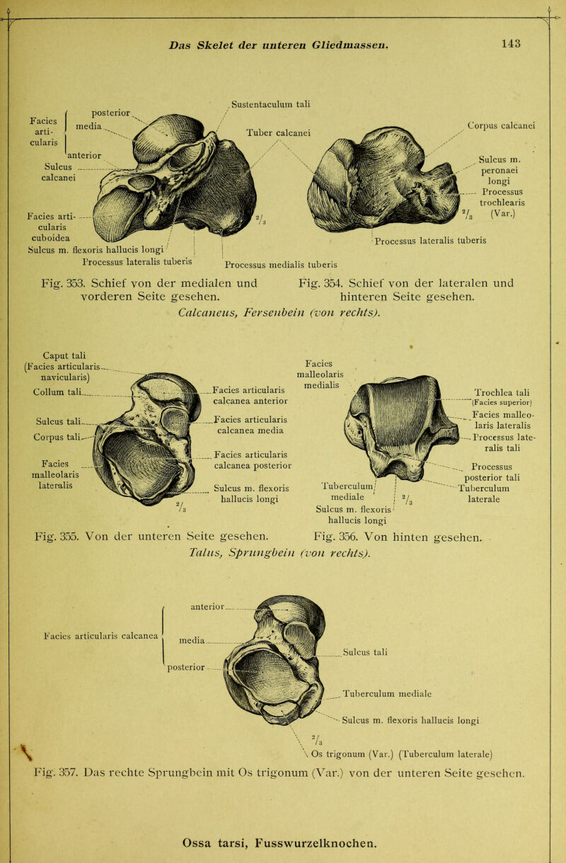 posterior Facies I . media arti- cularis anterior Sulcus -- calcanei Facies arti- — cularis cuboidea Sulcus m, flexoris hallucis longi' Processus lateralis tuberls ,Sustentaculum tali Tuber calcanei Processus medialis tuberis Corpus calcanei Sulcus m. peronaei longi Processus trochlearis (Var.) Processus lateralis tuberis Fig. 354. Schief von der lateralen und Fig. 353. Schief von der medialen und vorderen Seite gesehen. hinteren Seite gesehen. Calcaneus, Fersenbein (von rechts). Caput tali (Facies articularis navicularis) Collum tali Sulcus tali Corpus tali Facies malleolaris lateralis Facies articularis calcanea anterior Facies articularis calcanea media Facies articularis calcanea posterior Sulcus m. flexoris hallucis longi Facies malleolaris medialis Tuberculum/ mediale Sulcus m. flexoris hallucis longi Fig. 355. Von der unteren Seite gesehen. Fig. 356. Von hinten gesehen. Tains, Sprungbein (von rechts). Trochlea tali (Facies superior) Facies malleo- laris lateralis --Processus late- ralis tali Processus posterior tali anterior Facies articularis calcanea \ Sulcus tali __ Tuberculum mediale ''''-Sulcus m. flexoris hallucis longi \ \ Os trigonum (Var.) (Tuberculum laterale) Fig. 357. Das rechte Sprungbein mit Os trigonum (Var.) von der unteren Seite gesehen.