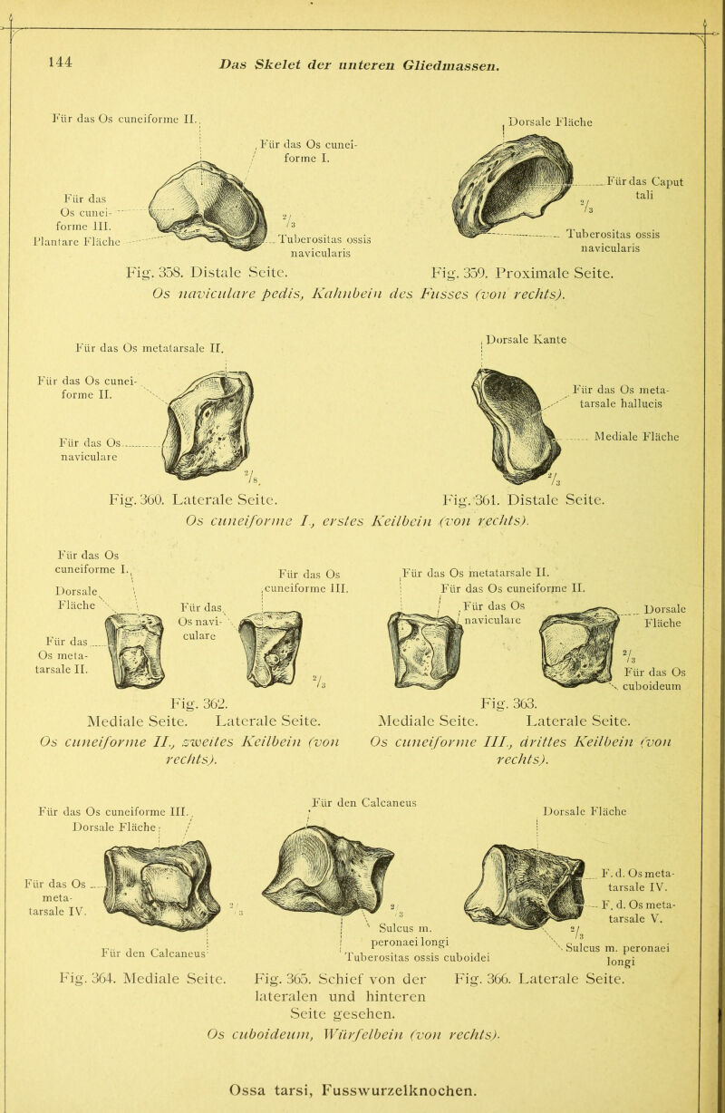 ]*\ir das Os cuneiforme II., Für das Os cunei-  forme III. Plantare Fläche Für das Os cunei- forme I. Tuberositas ossis navicularis Dorsale Fläche das Caput tali Tuberositas ossis navicularis Fig. 358. Distale Seite. Fig. 359. Proximale Seite. Os naviculave pedis, Kahnbein des Fasses (von rechts). Für das Os metatarsale II, Für das Os cunei- forme II. Für das Os naviculare Fig. 360. Laterale Seite. , Dorsale Kante Fig.'361. Distale Seite. Os cuneifonne I., erstes Keitbein (von recJds). Für das Os meta- tarsale II. Für das Os cuneiforme I., Dorsale^ Fläche F Für das Os .cuneiforme III. Va Für das Os cuboideurn Für das Os metatarsale II. Für das Os cuneiforpie II. Für das Os naviculare Dorsale Fläche Fig. 362. Mediale Seite. Laterale Seite. Os cujieifornie II., zweites Keilbein (von rechts). . Fig. 363. Mediale Seite. Laterale Seite. Os cuneiforme III, drittes Keilbein (von rechts). Für das Os cuneiforme III. Dorsale Fläche Für das Os .. meta- tarsale IV. ' a Für den Calcaneus Fig. 364. Mediale Seite. Für den Calcaneus Dorsale Fläehe F. d. Os meta- tarsale IV. Sulcus m. peronaei longi Tuberositas ossis cuboidei F. d. Os meta- tarsale V. Fig. 365. Schief von der lateralen und hinteren Seite gesehen. ''' Sulcus m. peronaei longi Fitr. 366. Laterale Seite. Os cuboideurn, Würfelbein (von rechts).