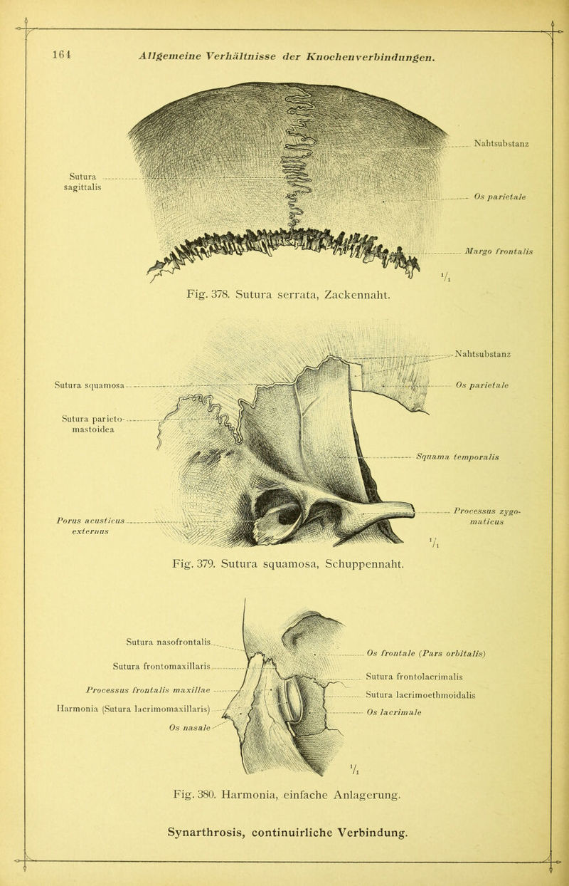 -o- 164 Sutura sagittalis Allgemeine Verhältnisse der Knoclienverbindnngen. Os parieta,le Nahtsub stanz Margo frontalis Fig. 378. Sutura serrata, Zackennaht. Sutura squamosa Sutura parieto--- mastoidea Porus acusticus externus Sqnama temporalis -- Os parietale N alitsubstanz Processus zygo- maticus Fig. 379. Sutura squamosa, Schuppennaht. Sutura nasofrontalis Sutura frontomaxillaris Processus frontalis maxillae Harmonia (Sutura lacrimomaxillaris) Os nasale Os frontale (Pars orbitalis) Sutura frontolacrimalis Sutura lacrimoethmoidalis Os lacrimale Fig. 380. Harmonia, einfache Anlagerung. Synarthrosis, continuirliche Verbindung. U