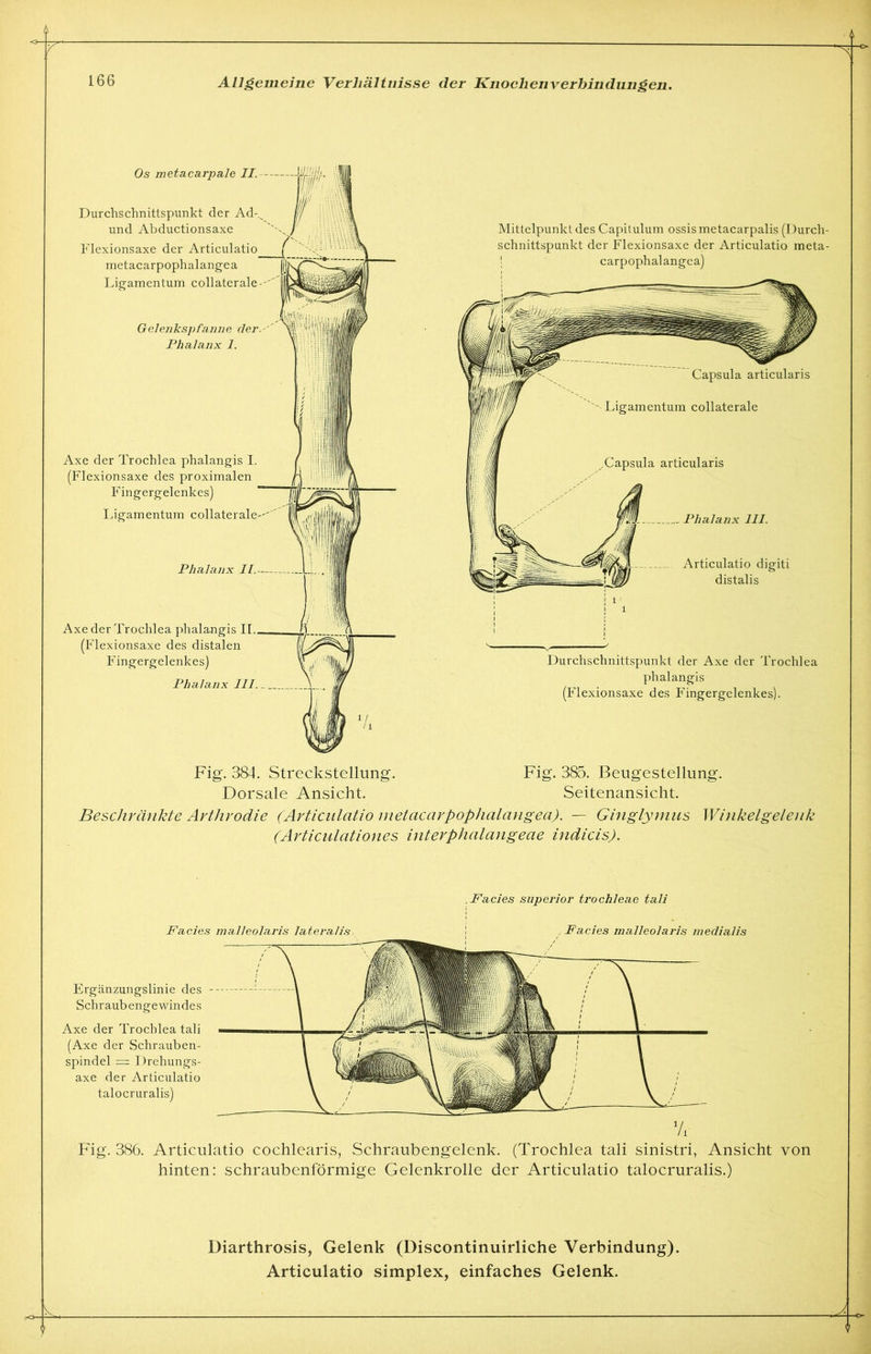 Os metacarpale II. Mlllj'. \ Durchschnittspunkt der Ad-.s und Abductionsaxe Flexionsaxe der Articulatio metacarpophalangea Ligamentum collaterale- Gelenkspfanne der. Phalanx 1. Axe der Trochlea phalangis I. (Flexionsaxe des proximalen Fingergelenkes) Ligamentum collaterale- ü’il Phalanx II. Axe der Trochlea phalangis II.. (Flexionsaxe des distalen F ingergelenkes) Phalanx III 7* Mittelpunkt des Capitulum ossis metacarpalis (Durch- schnittspunkt der Flexionsaxe der Articulatio meta- carpophalangea) Durchschnittspunkt der Axe der Trochlea phalangis (Flexionsaxe des Fingergelenkes). Fig. 384. Strecksteilung. Dorsale Ansicht. Fig. 385. Beugestellung. Seitenansicht. Beschränkte Arthrodie (Articulatio metacarpophalangea). — Ginglymus Winkelgelenk (Articulationes interphalangeae indicis). Facies malleolaris lateralis Facies superior trochleae tali Facies malleolaris meclialis Ergänzungslinie des Schraubengewindes Axe der Trochlea tali (Axe der Schrauben- spindel = Drehungs- axe der Articulatio talocruralis) Fig. 386. Articulatio cochlearis, Schraubengelenk. (Trochlea tali sinistri, Ansicht von hinten: schraubenförmige Gelenkrolle der Articulatio talocruralis.) .’O 11 Diarthrosis, Gelenk (Discontinuirliche Verbindung). Articulatio simplex, einfaches Gelenk. A. -€>