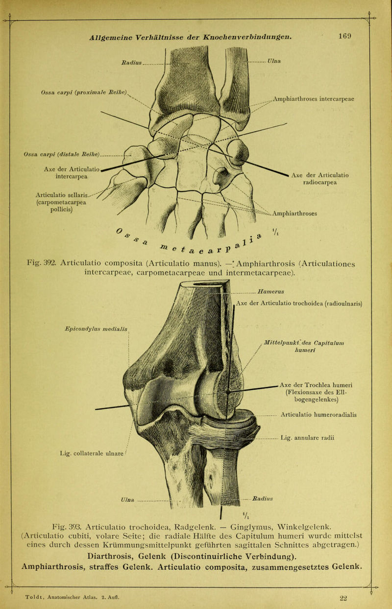 Radius H. Ulna Ossa carpi (proximale Reihe) Ossa carpi (distale Reihe) i Axe der Articulatio intercarpea Articulatio sellaris.- (carpometacarpea pollicis) ,.sAmphiarthroses intcrcarpeae Axe der Articulatio radiocarpea Amphiarthroses ° t a c sl r V Fig. 392. Articulatio composita (Articulatio manus). — ’ Amphiarthrosis (Articulationes intercarpeae, carpometacarpeae und intermetacarpeae). Humerus Axe der Articulatio trochoidea (radioulnaris) Epicondyhis medialis Lig. collaterale ulnare •' Mittelpunkt, des Capitulum hum eri Axe der Trochlea humeri (Flexionsaxe des Ell- bogengelenkes) Articulatio humeroradialis Lig. annulare radii Radius Fig. 393. Articulatio trochoidea, Radgelenk. — Ginglymus, Winkelgelenk. (Articulatio cubiti, volare Seite; die radiale Hälfte des Capitulum humeri wurde mittelst eines durch dessen Krümmungsmittelpunkt geführten sagittalen Schnittes abgetragen.) Diarthrosis, Gelenk (Discontinuirliche Verbindung). Amphiarthrosis, straffes Gelenk. Articulatio composita, zusammengesetztes Gelenk.