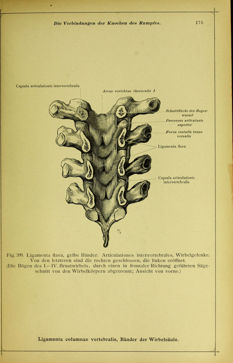 r Capsula articulationis intervertebralis Arcus vertebrae tlioracalis I. Schnittfläche der Bogen- wurzel Processus articularis superior Fovea costalis trans- versa] is Ligamenta flava Capsula articulationis intervertebralis Fig. 399. Ligamenta flava, gelbe Bänder. Articulationes intervertebrales, Wirbelgelenke. Von den letzteren sind die rechten geschlossen, die linken eröffnet. (Die Bögen des I.—IV. Brustwirbels, durch einen in frontaler Richtung geführten Säge- schnitt von den Wirbelkörpern abgetrennt; Ansicht von vorne.)