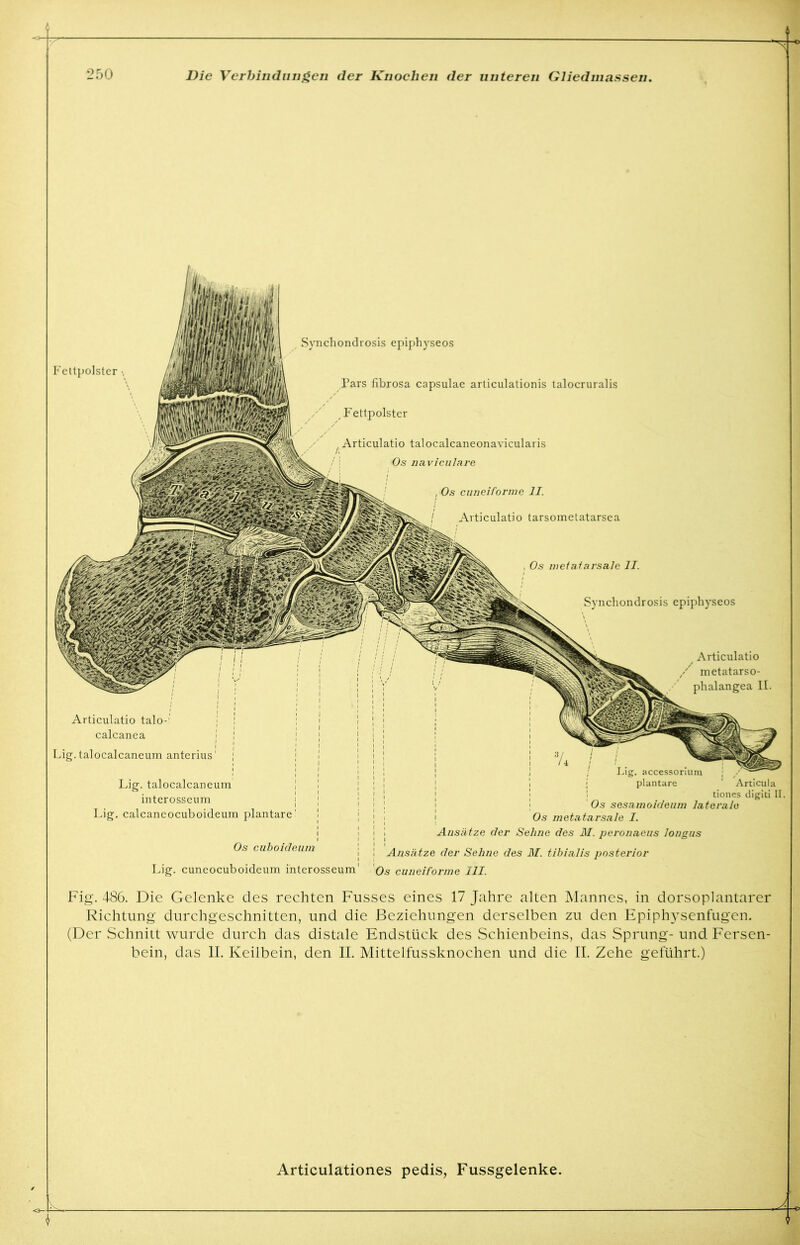 Fettpolster «, Synchondrosis epiphyseos Pars fibrosa capsulae articulationis talocruralis / / / ' F'ettpolster Articulatio talocalcaneonavicularis Os naviculare Os cuneiforme II. Articulatio tarsometatarsea , Os meiatarsale II. i Synchondrosis epiphyseos Articulatio talo-' calcanea Lig. talocalcaneum antcrius1 Articulatio metatarso- phalangea II. Lig. talocalcaneum . i mterosseum Lig. calcaneocuboideum plantare' Os cuboideum Lig. cuncocuboideum intcrosscum' I.ig. accessorium ; plantare ' Articula tiones digiti II. Os sesamoideum laterale Os metatarsale I. i : Ansätze der Sehne des M. pevonaeus longus I Ansätze der Sehne des M. tibialis posterior Os cuneiforme III. Fig. 486. Die Gelenke des rechten Fusses eines 17 Jahre alten Mannes, in dorsoplantarer Richtung durchgeschnitten, und die Beziehungen derselben zu den Epiphysenfugen. (Der Schnitt wurde durch das distale Endstück des Schienbeins, das Sprung- und Fersen- bein, das II. Keilbein, den II. Mittelfussknochen und die II. Zehe geführt.)