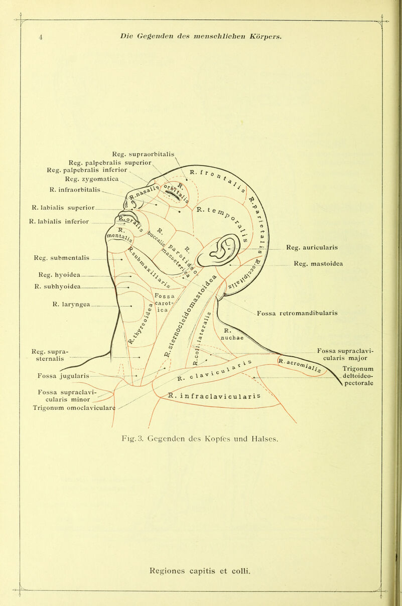 Regiones capitis et colli.