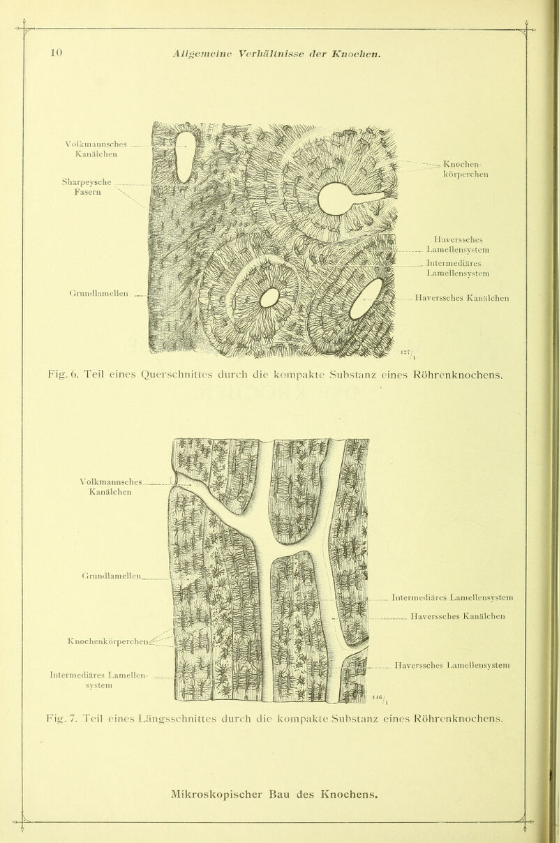 Fig. 6. Teil eines Querschnittes durch die kompakte Substanz eines Röhrenknochens. Mikroskopischer Bau des Knochens. Allgemeine Verhältnisse der Knochen. Volkmannsc Kanälchen Intermediäres Lamellen- system Haverssches Lamellensystem Fig. 7. Teil eines Längsschnittes durch die kompakte Substanz eines Röhrenknochens. Grundlamellen Grundlamellen Intermediäres Lamellensystem Haverssches Kanälchen Volkmannsches Kanälchen Sharpeysche Fasern Knochen- körperchen Haverssches Kanälchen Haverssches Lamellensvstem Intermediäres Lamellensystem