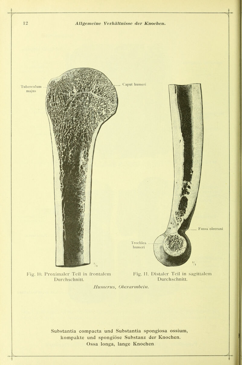 Durchschnitt. Durchschnitt. Humerus, Oberarmbein.  Substantia compacta und Substantia Spongiosa ossium, kompakte und spongiöse Substanz der Knochen. Ossa longa, lange Knochen .