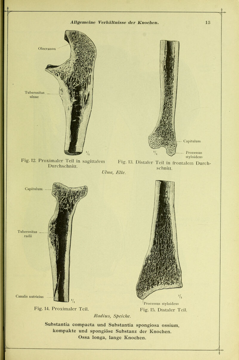 Olecranon Tuberositas ’ ulnae 4 mm ^^^Ä-Captolum Processus styloideus Fig. 12. Proximaler Teil in sagittalem Fig. 13. Distaler Teil in frontalem Durch- Durchschnitt. schnitt. Ulna, Elle. 'Processus styloideus Fig. 15. Distaler Teil. Radius, Speiche. Substantia compacta und Substantia Spongiosa ossium, kompakte und spongiöse Substanz der Knochen.