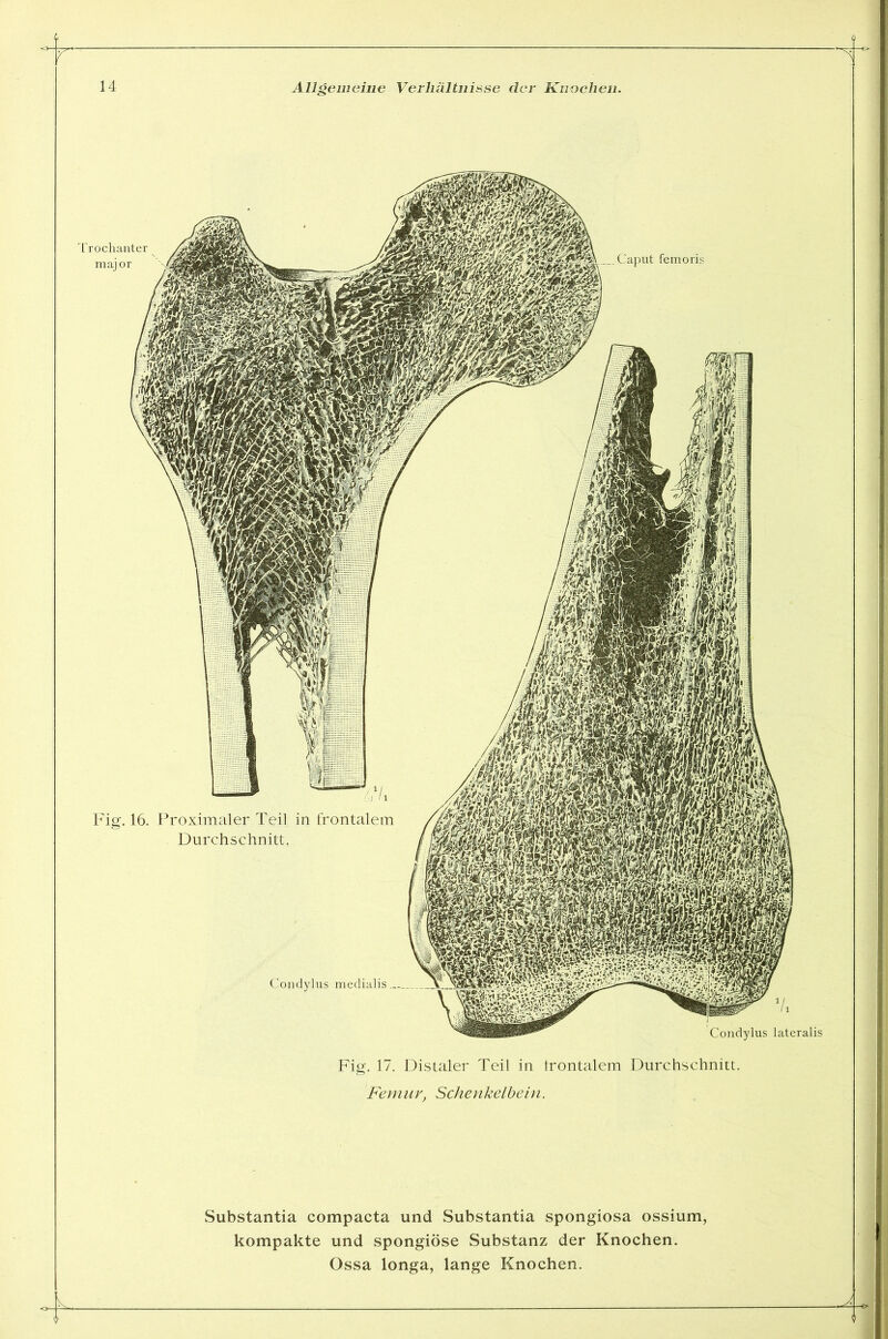 Caput femoris Fig. 16. Proximaler Teil in frontalem Durchschnitt. Condylus medialis Condylus lateralis Fig. 17. Distaler Teil in frontalem Durchschnitt. Femur, Schenkelbein. Substantia compacta und Substantia Spongiosa ossium, kompakte und spongiöse Substanz der Knochen.