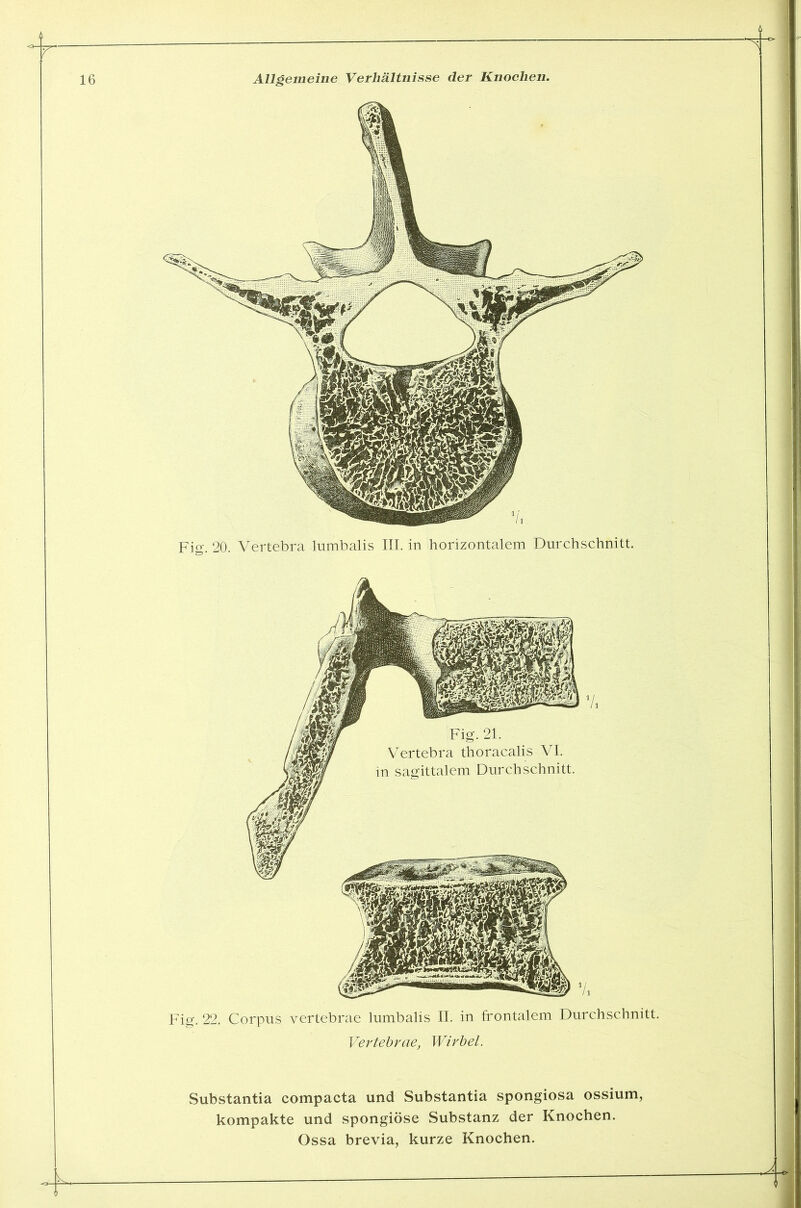 Fig. 20. Vertebra lumbalis III. in horizontalem Durchschnitt. Fig. 22. Corpus vertebrae lumbalis II. in frontalem Durchschnitt. Vertebrae, Wirbel. Substantia compacta und Substantia Spongiosa ossium, kompakte und spongiöse Substanz der Knochen. Ossa brevia, kurze Knochen.