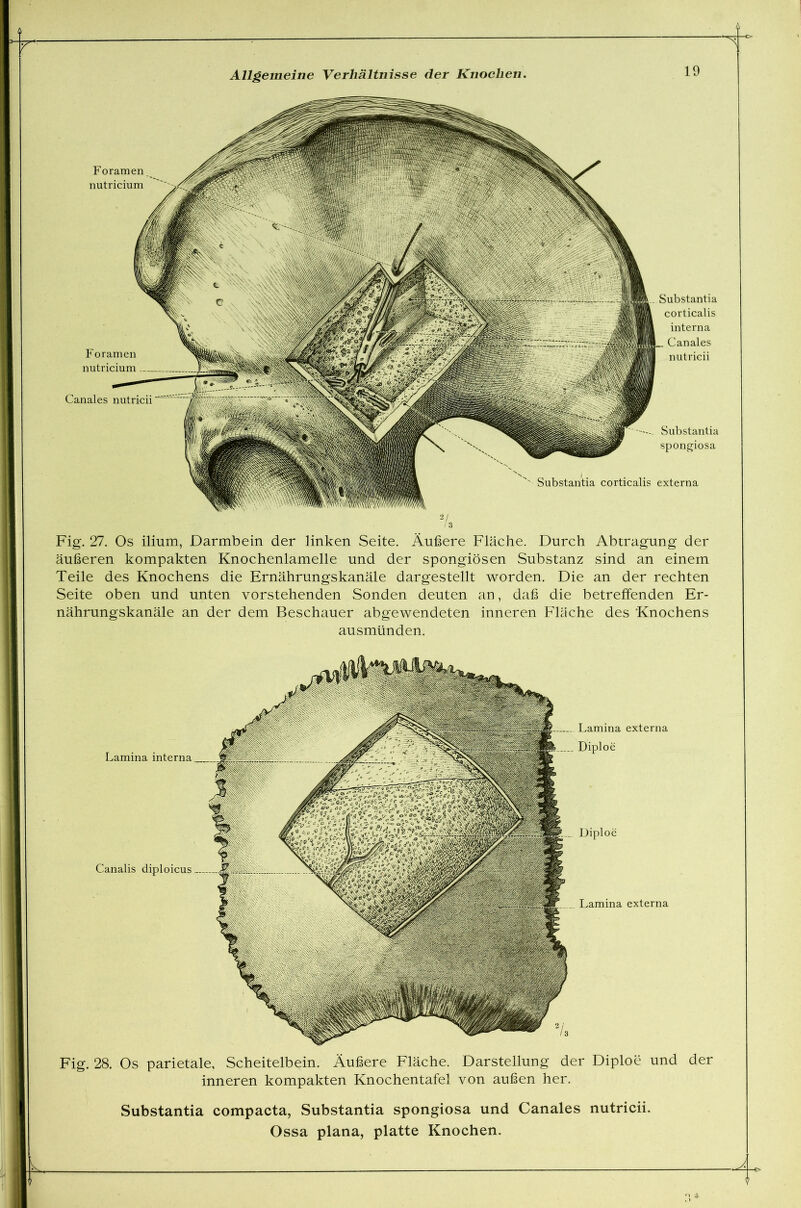 Foramen nutricium Substantia corticalis interna Canales nutricii Foramen nutricium Canales nutricii Substantia spongiosa Substantia corticalis externa Fig. 27. Os ilium, Darmbein der linken Seite. Äußere Fläche. Durch Abtragung der äußeren kompakten Knochenlamelle und der spongiösen Substanz sind an einem Teile des Knochens die Ernährungskanäle dargestellt worden. Die an der rechten Seite oben und unten vorstehenden Sonden deuten an, daß die betreffenden Er- nährungskanäle an der dem Beschauer abgewendeten inneren Fläche des Knochens ausmünden. Lamina interna Canalis diploicus Lamina externa Diploe Diploe Lamina externa Fig. 28. Os parietale, Scheitelbein. Äußere Fläche. Darstellung der Diploe und inneren kompakten Knochentafel von außen her. der Substantia compacta, Substantia Spongiosa und Canales nutricii.
