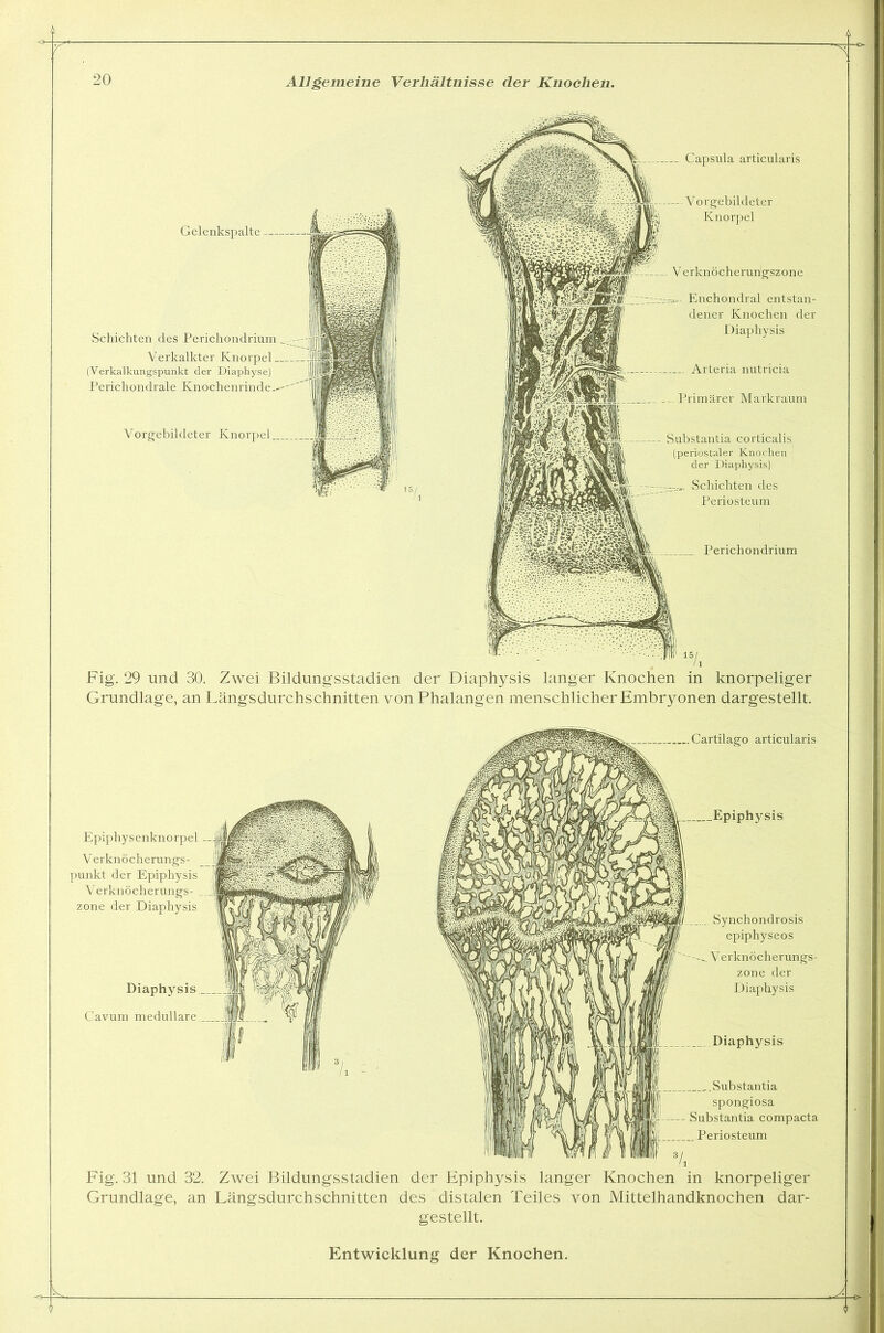 7s 20 Allgemeine Verhältnisse cler Knochen. Gelenkspalte Schichten des Perichondrium Verkalkter Knorpel (Verkalkungspunkt der Diaphyse) Perichondrale Knochenrinde. Vorgebildeter Knorpel Capsula articularis Vorgebildeter Knorpel V erknöcherungszone HIV----»- Enchondral entstan- dener Knochen der Diaphysis - Arteria nutricia Primärer Markraum Substantia corticalis (periostaler Knochen der Diaphysis) Schichten des Periosteum Perichondrium Fig. 29 und 30. Zwei Bildungsstadien der Diaphysis langer Knochen in knorpeliger Grundlage, an Längsdurchschnitten von Phalangen menschlicher Embryonen dargestellt. Cartilago articularis Diaphysis ■ ‘/, : | Substantia spongiosa Substantia compacta 1 Hfl? ifVHI| Periosteum 7. Fig. 31 und 32. Zwei Bildungsstadien der Epiphysis langer Knochen in knorpeliger Grundlage, an Längsdurchschnitten des distalen Teiles von Mittelhandknochen dar- gestellt. Entwicklung der Knochen.