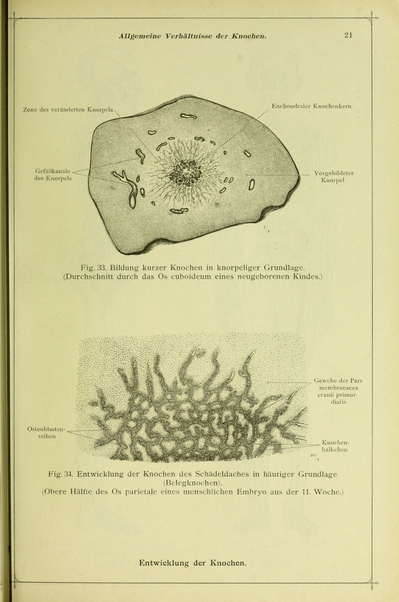 Zone des veränderten Knorpels Gefäßkanäle des Knorpels Enchondraler Knochenkern Vorgebildeter Knorpel Fig. 33. Bildung kurzer Knochen in knorpeliger Grundlage. (Durchschnitt durch das Os cuboideum eines neugeborenen Kindes.) Osteoblasten- reihen Gewebe der Pars membranacea cranii primor- dialis Knochen- bälkchen Fig. 34. Entwicklung der Knochen des Schädeldaches in häutiger Grundlage (Belegknochen). (Obere Hälfte des Os parietale eines menschlichen Embryo aus der 11. Woche.) Entwicklung der Knochen. $