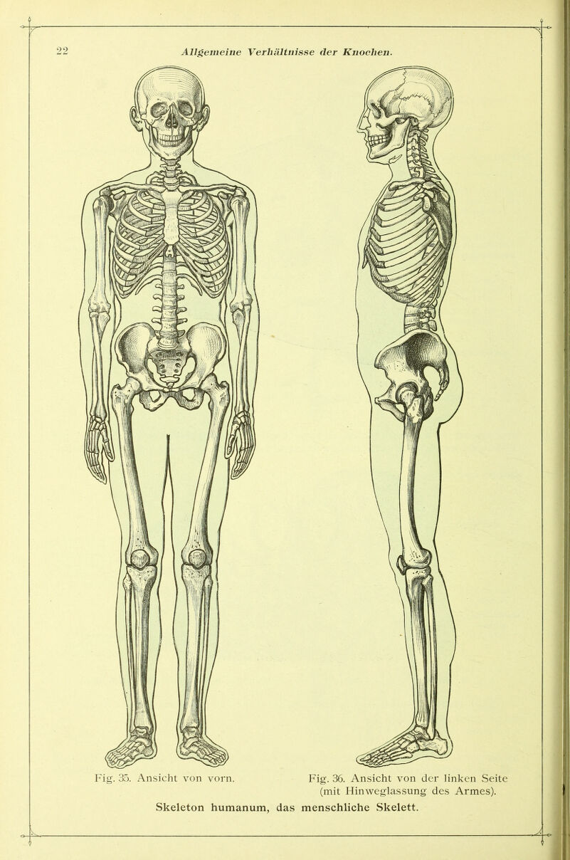 Fig. 35. Ansicht von vorn. Fig. 36. Ansicht von der linken Seite (mit Hinweglassung des Armes). Skeleton humanum, das menschliche Skelett. A. 