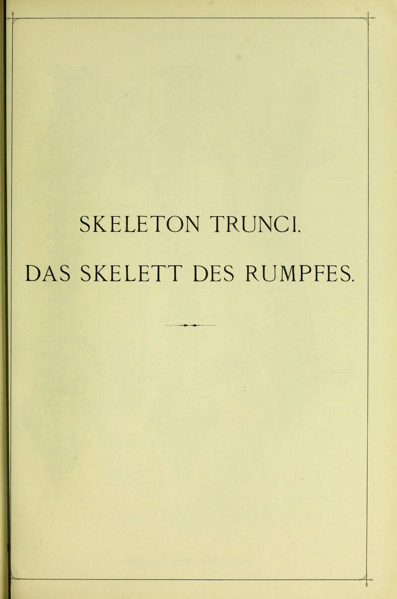 SKELETON TRUNCI. SKELETT DES RUMPFES.