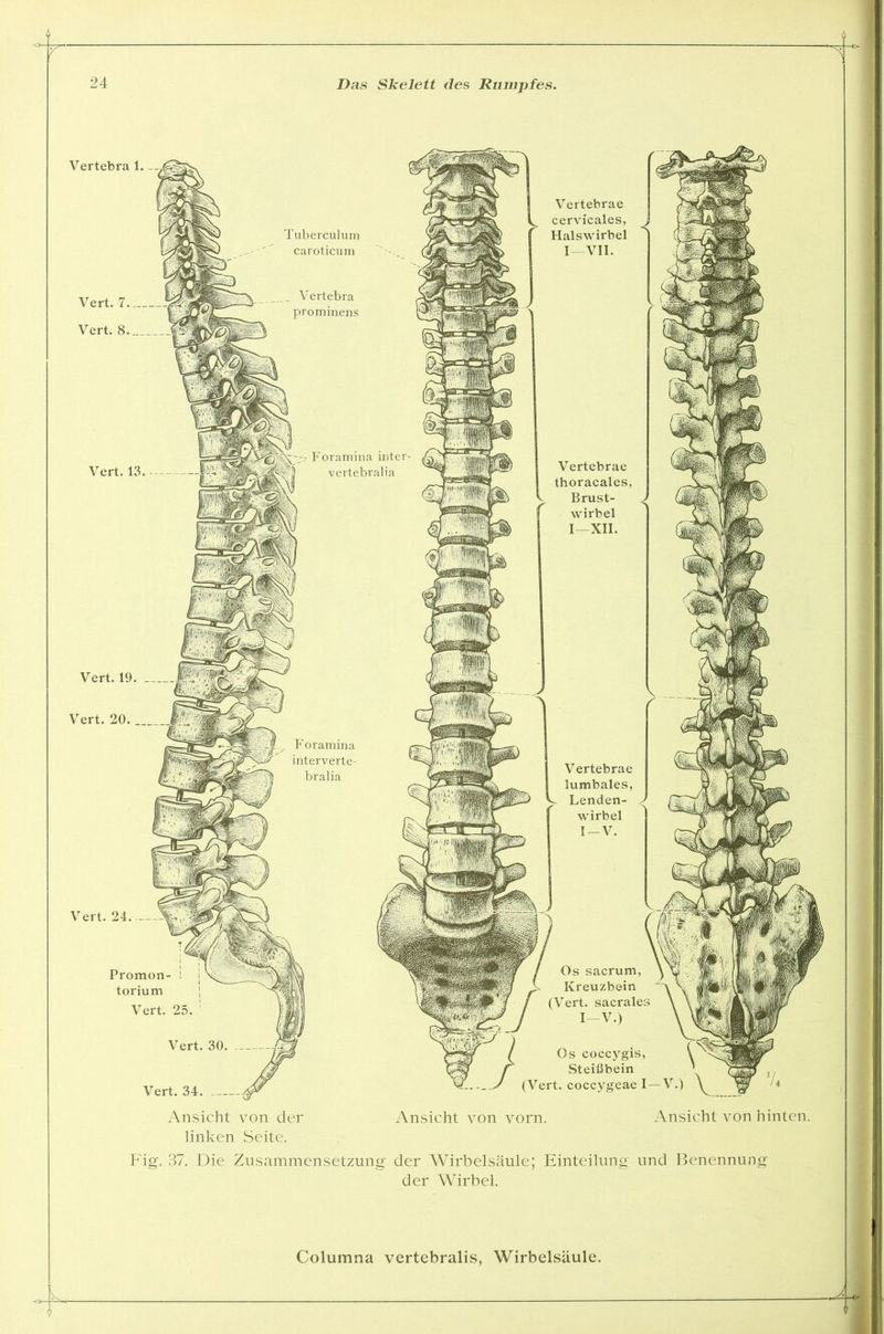 Vertebra 1. __ Vert. 24 3 Promon- ! torium Vert. 25. Vertebrae cervicales, Halswirbel I—VII. Vertebrae thoracales, Brust- wirbel I—XII. Vertebrae lumbales, Lenden- wirbel I-V. Os sacrum, Kreuzbein (Vert. sacrales I-V.) Os coccygis, Steißbein v,_, (Vert. coccygeae I—V.) \ U Ansicht von vorn. Ansicht von hinten. Vert. 34 Ansicht von der linken Seite. Fig. 37. Die Zusammensetzung der Wirbelsäule; Einteilung und Benennung der Wirbel. Columna vertebralis, Wirbelsäule.
