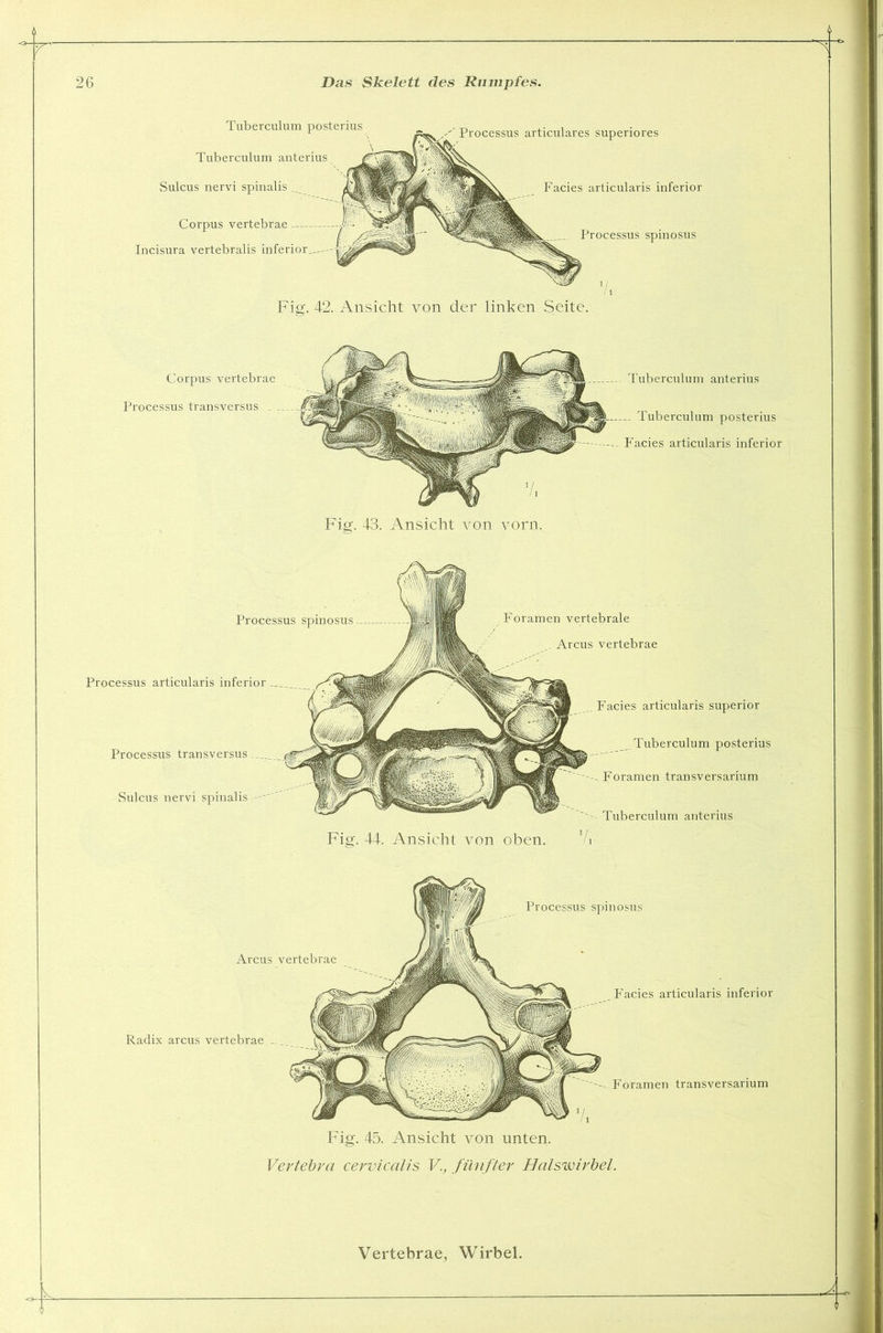 Processus spinosus Radix arcus vertebrae .. Foramen transversarium Fig. 45. Ansicht von unten. Vertebra cervicalis V., fünfter Halswirbel. Corpus vertebrae Processus transversus . V, Fig. 43. Ansicht von vorn. Arcus vertebrae Facies articularis inferior Tuberculum posterius Tuberculum anterius Sulcus nervi spinalis Corpus vertebrae Incisura vertebralis inferior Das Skelett cles Rumpfes. Processus articulares superiores Facies articularis inferior Processus spinosus Fiff. 42. Ansicht von der linken Seite. —- Tuberculum anterius Tuberculum posterius Facies articularis inferior Processus spinosus Processus articularis inferior Processus transversus Sulcus nervi spinalis Foramen vertebrale . Arcus vertebrae Ansicht von oben. Facies articularis superior Tuberculum posterius Foramen transversarium '' Tuberculum anterius 7* Fig. 44.