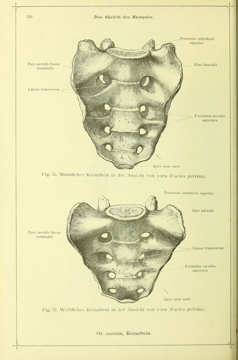 Fig. 56. Männliches Kreuzbein in der Ansicht von vorn (Facies pelvina). Processus articularis superior Pars lateralis Pars sacralis lineae terminalis Foramina sacralia anteriora Lineae transversae Apex ossis sacri Fig. 57. Weibliches Kreuzbein in der Ansicht von vorn (Facies pelvina).