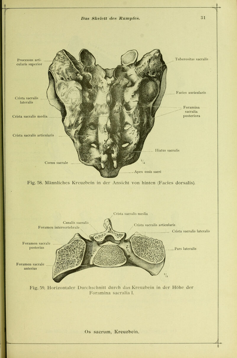 Processus arti- cularis superior Crista sacralis articularis Cornu sacrale Tuberositas sacralis Hiatus sacralis Apex ossis sacri Crista sacralis lateralis Crista sacralis media Facies auricularis Foramina sacralia posteriora Fig. 58. Männliches Kreuzbein in der Ansicht von hinten (Facies dorsalis). Canalis sacralis Foramen intervertebrale Crista sacralis media , Crista sacralis articularis Crista sacralis lateralis Foramen sacrale posterius Pars lateralis Foramen sacrale anterius Fig. 59. Horizontaler Durchschnitt durch das Kreuzbein in der Höhe der Foramina sacralia I.