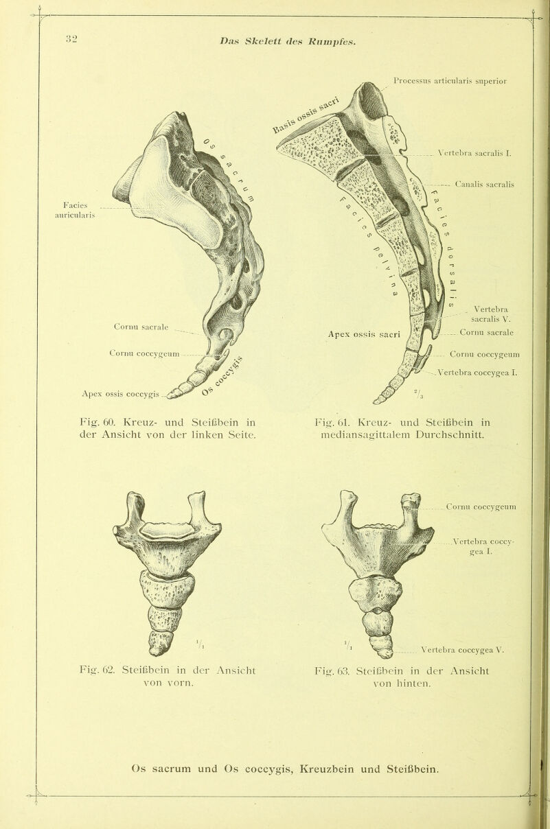 Facies auricularis Cornu sacrale Cornu coccygeum Apex ossis coccygis Processus articularis superior ertebra sacralis I. Canalis sacralis Cornu coccygeum Vertebra coccygea I. Apex ossis sacri Vertebra sacralis V. Cornu sacrale Fig. 60. Kreuz- und Steißbein in der Ansicht von der linken Seite. Fig. 61. Kreuz- und Steißbein in mediansagittalem Durchschnitt. Fig. 62. Steißbein in der Ansicht von vorn. Cornu coccygeum .Vertebra coccy- gea I. Fig. 63. Steißbein in der Ansicht von hinten. Vertebra coccygea V. Os sacrum und Os coccygis, Kreuzbein und Steißbein.
