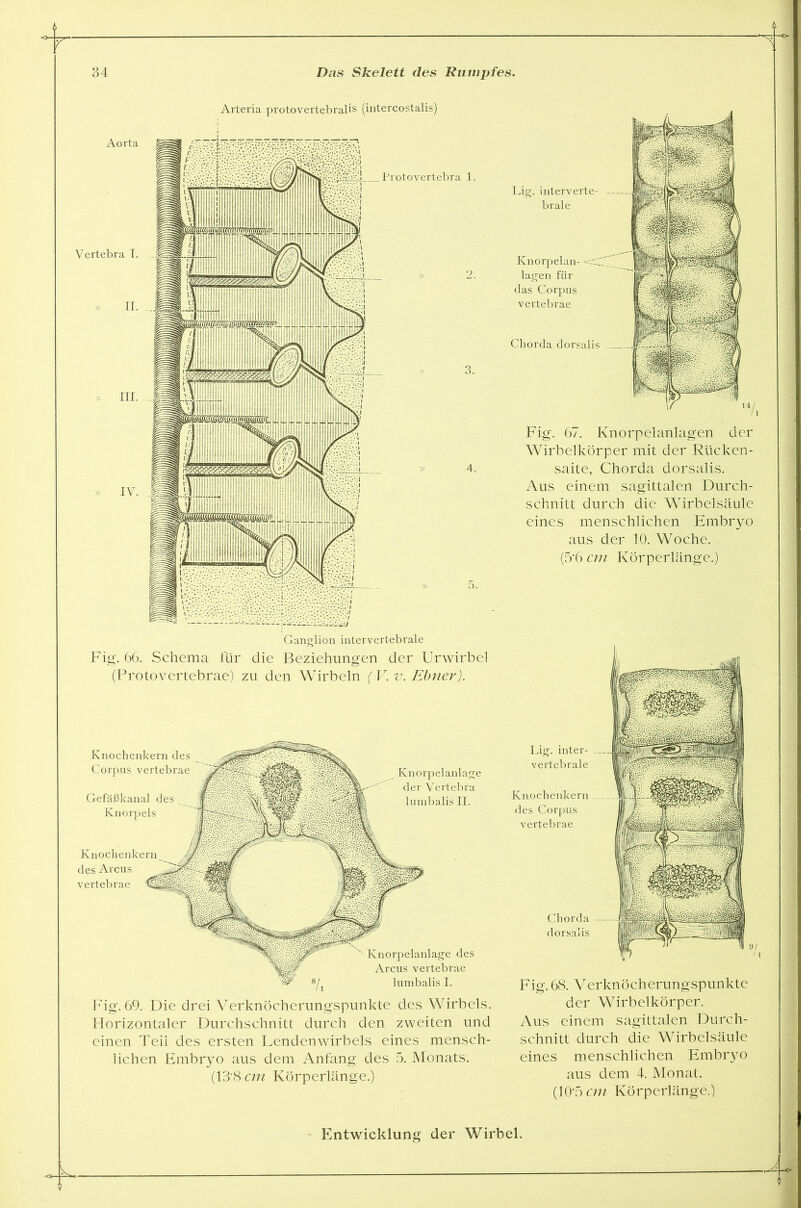 Arteria protovertebralis (intercostalis) Fig. 66. Schema für die Beziehungen der Urwirbel (Protovertebrae) zu den Wirbeln (V. v. Ebner). Knorpelanlage des Arcus vertebrae 8/i lumbalis I. Fig. 69. Die drei Verknöcherungspunkte des Wirbels. Horizontaler Durchschnitt durch den zweiten und einen Teil des ersten Lendenwirbels eines mensch- lichen Embryo aus dem Anfang des 5. Monats. (13’8 cm Körperlänge.) Knorpelanlage der Vertebra lumbalis II. Knoch des Arcus vertebrae Knochenkern des Corpus vertebrae Gefäßkanal des Knorpels Fig. 67. Knorpelanlagen der Wirbelkörper mit der Rücken- saite, Chorda dorsalis. Aus einem sagittalen Durch- schnitt durch die Wirbelsäule eines menschlichen Embryo aus der 10. Woche. (5'6 cm Körperlänge.) Lig. inter- vertebrale Knochenkern des Corpus vertebrae Fig. 68. Verknöcherungspunkte der Wirbelkörper. Aus einem sagittalen Durch- schnitt durch die Wirbelsäule eines menschlichen Embryo aus dem 4. Monat. (10*5 cm Körperlänge.) Chorda dorsalis