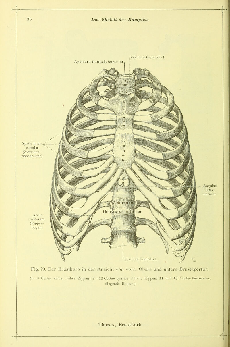 .Vertebra thoracalis I. Apertura thoracis superior Spatia inter-.__ costalia (Zwischen- rippenräume) Arcus costarum (Rippen- bogen) Fig. 79. Der Brustkorb in der Ansicht von vorn. Obere und untere (1 — 7 Costae verae, wahre Rippen; 8 —12 Costae spuriae, falsche Rippen; 11 und 12 fliegende Rippen.) % Brustapertur. Costae fluctuantes, Angulus infra- sternalis