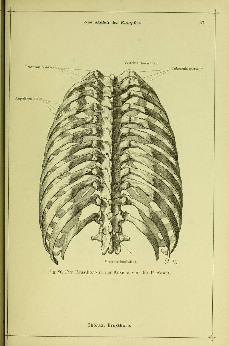 Or Das Skelett des Rumpfes. 37 Fig. 80. Der Brustkorb in der Ansicht von der Rückseite. Vertcbra thoracalis I. . Tubercula costarum Processus transversi Anguli costarum